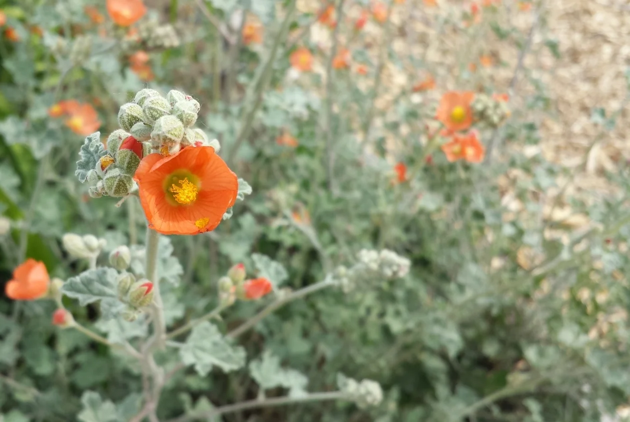 L&H Seeds Pacific Northwest Native Seed