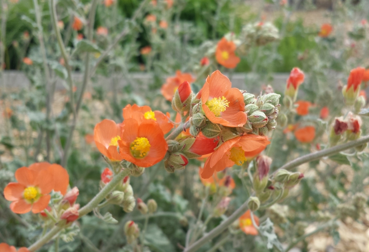 Sphaeralcea munroana (Munro's globemallow).jpg