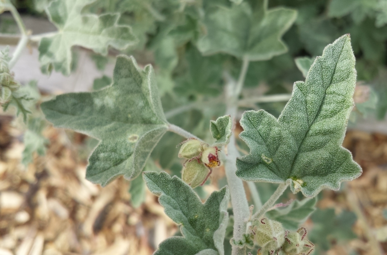 Sphaeralcea munroana (Munro's globemallow) (3).jpg