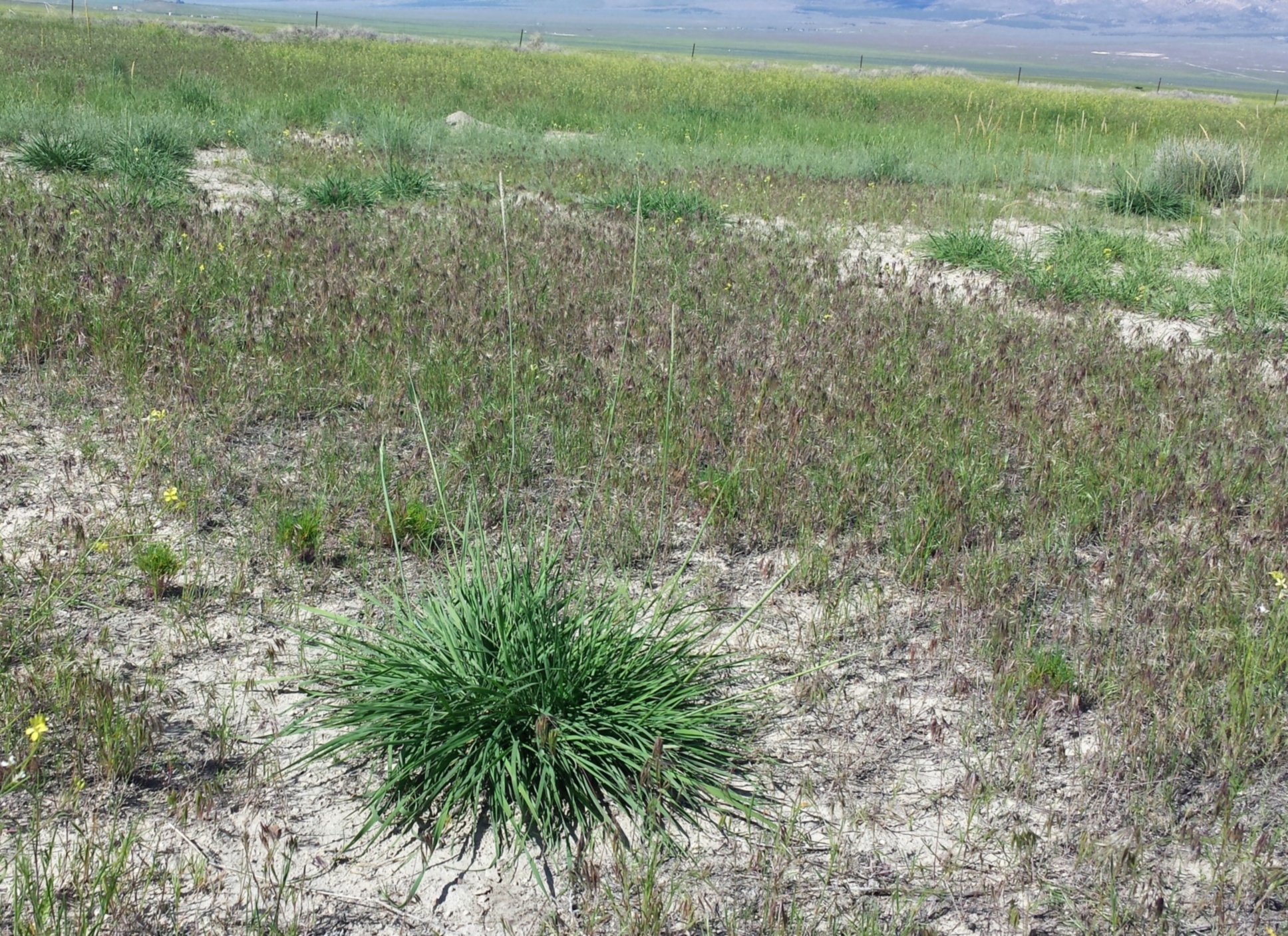 Psathyrostachys juncea (Russian wildrye).jpg