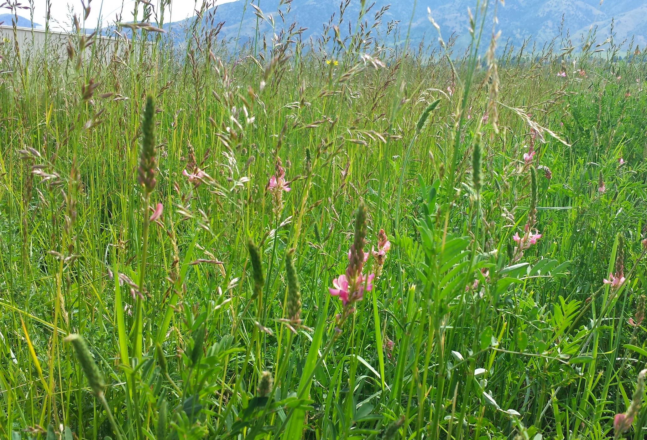 Sainfoin in grass.jpg