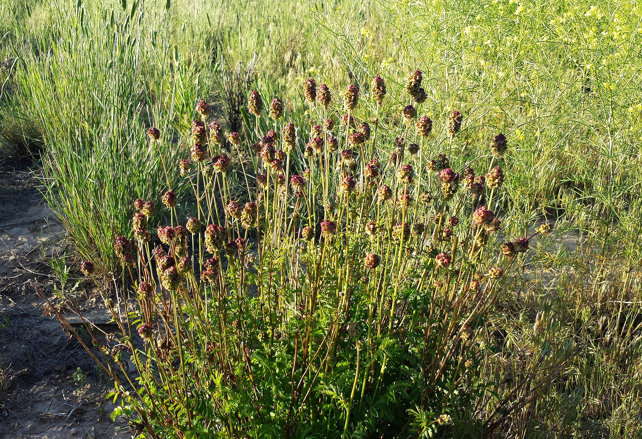 Small Burnet 3.jpg