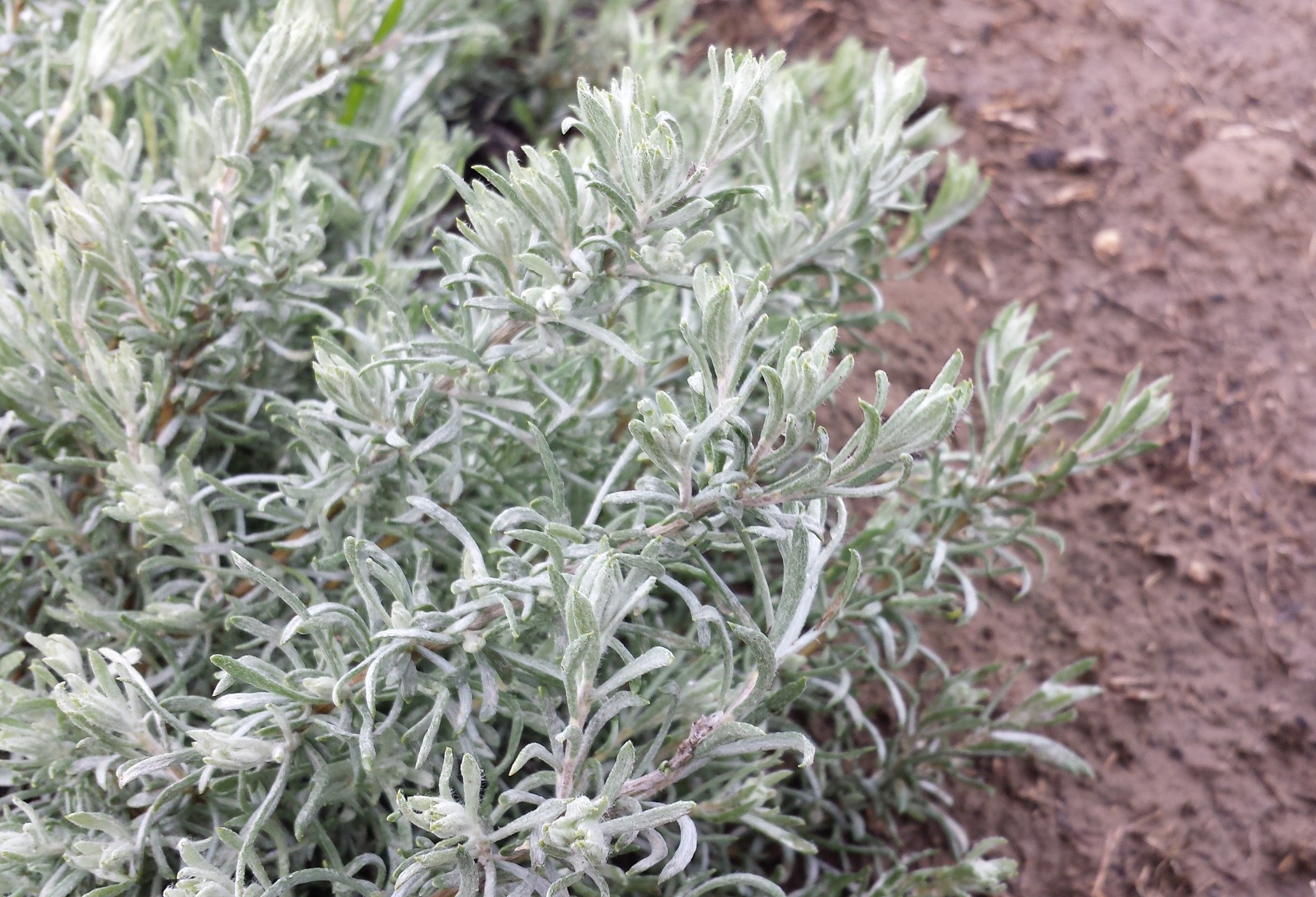 White sagebrush (Artemisia ludoviciana) spring leaves in Columbia Basin.jpg