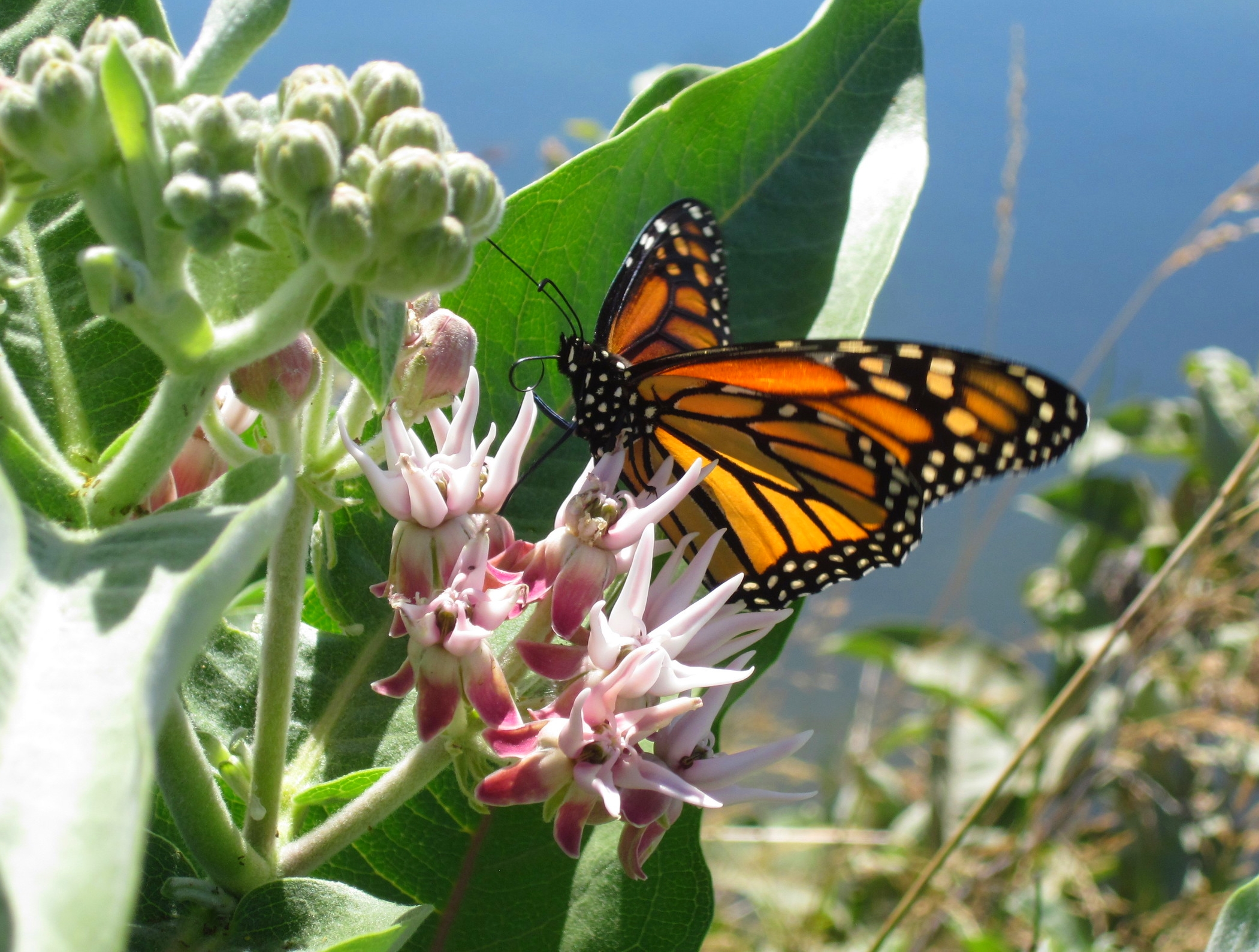 Monarch on Showy milkweed (Unit 109 Canal 7-20-15).jpg