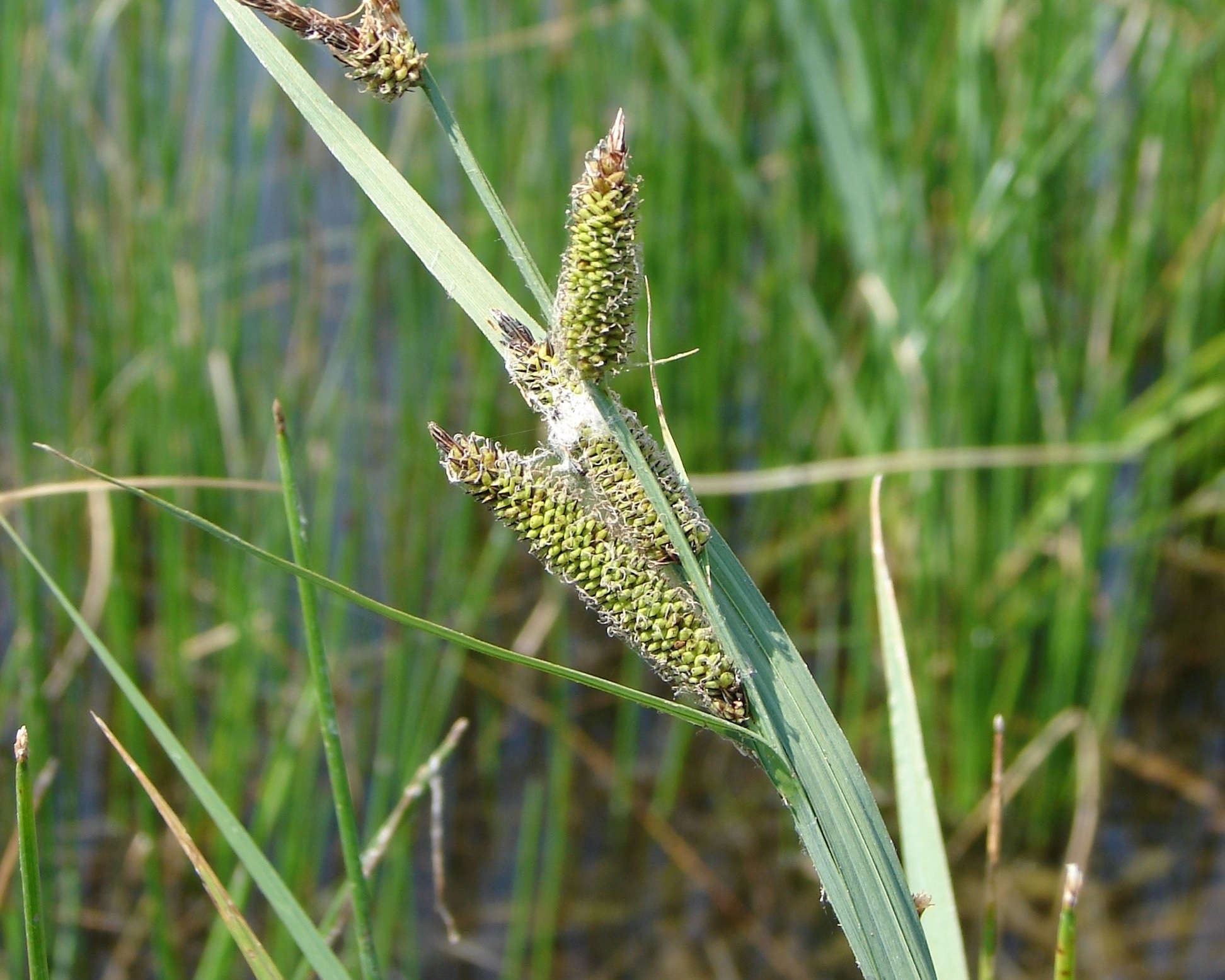  Credit: Sheri Hagwood, hosted by the USDA-NRCS PLANTS Database 