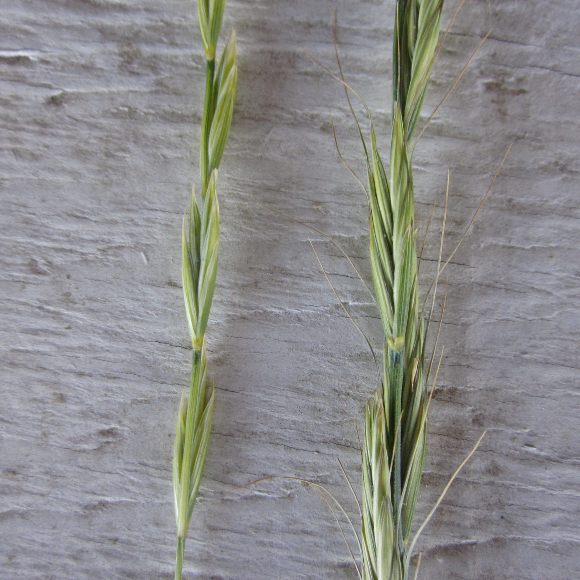  Beardless bluebunch wheatgrass (left) without the long awn typical of standard Bluebunch wheatgrass (right). 