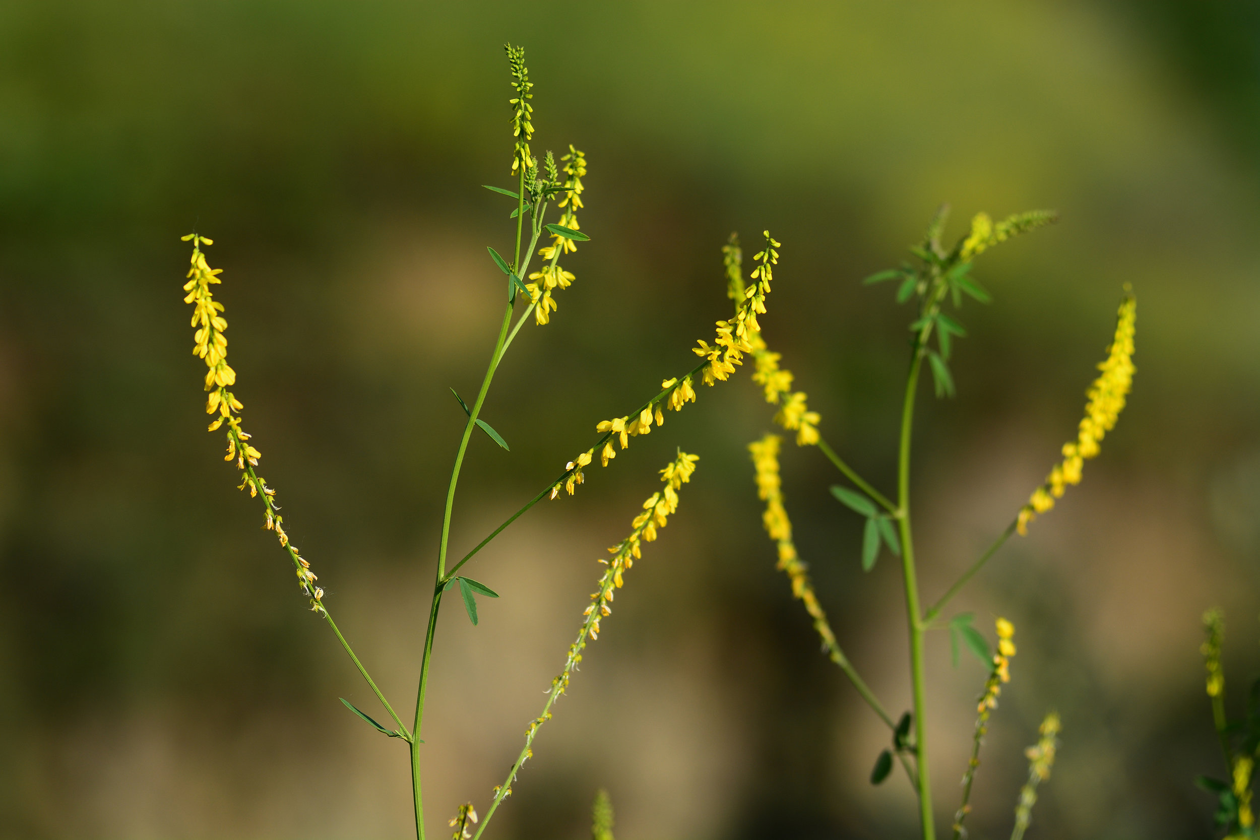 Yellow sweetclover (Melilotus officinalis)