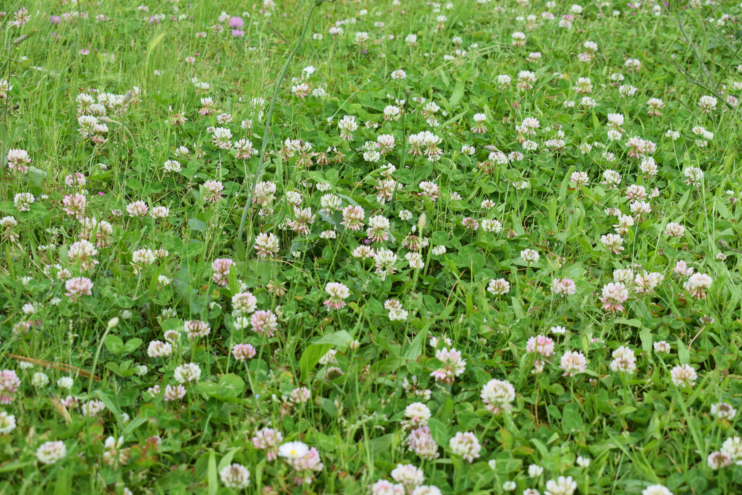 Trifolium hybridum (Alsike clover) 3.jpg