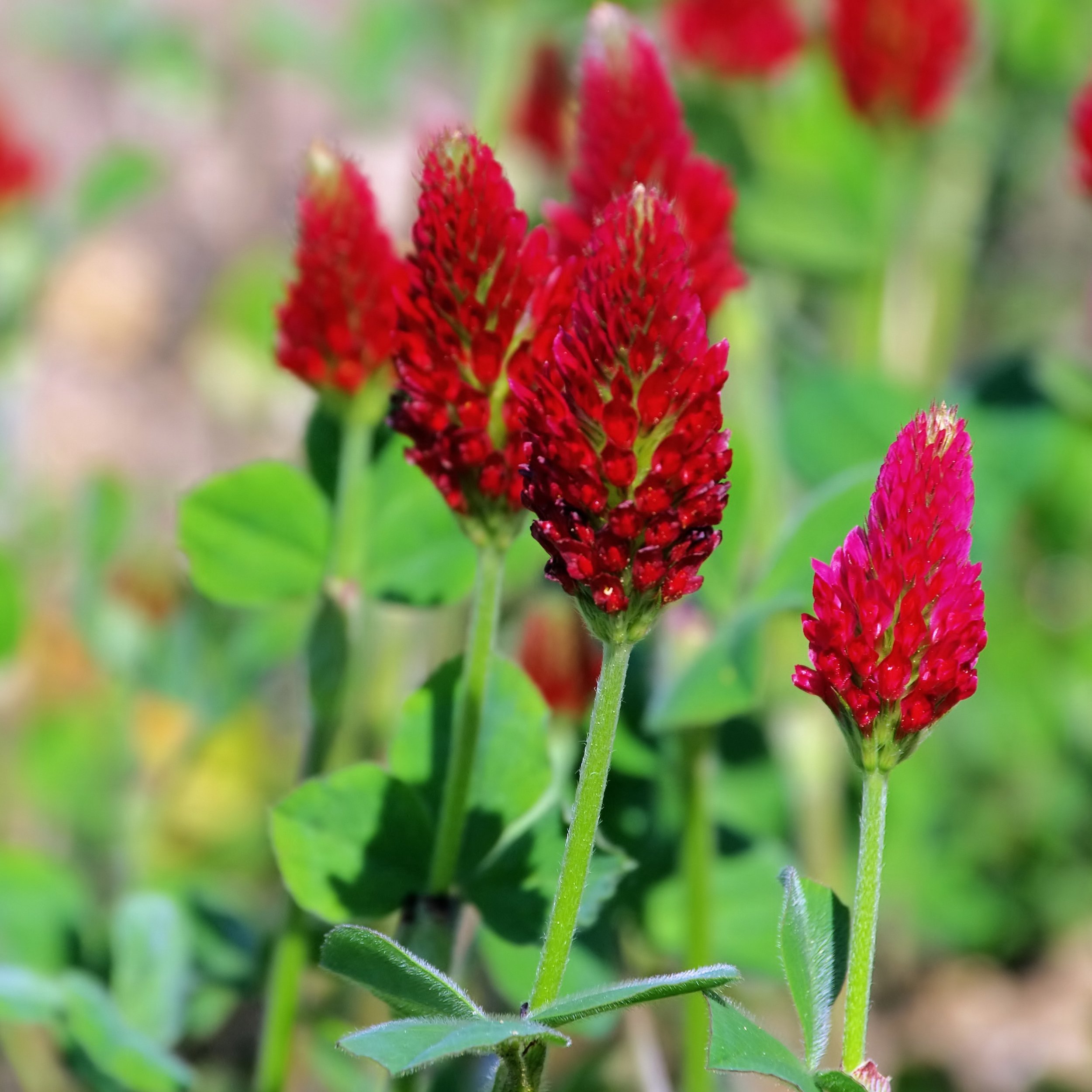 Trifolium incarnatum (Crimson clover).jpg