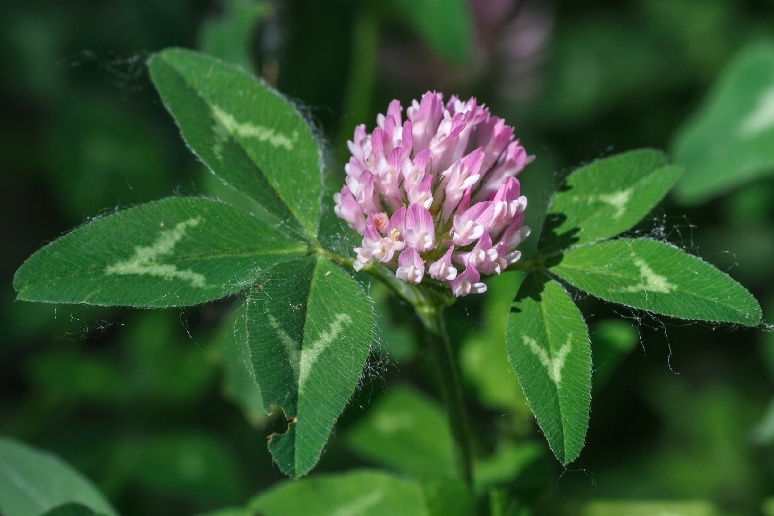 Red clover (Trifolium pratense) 2.jpg