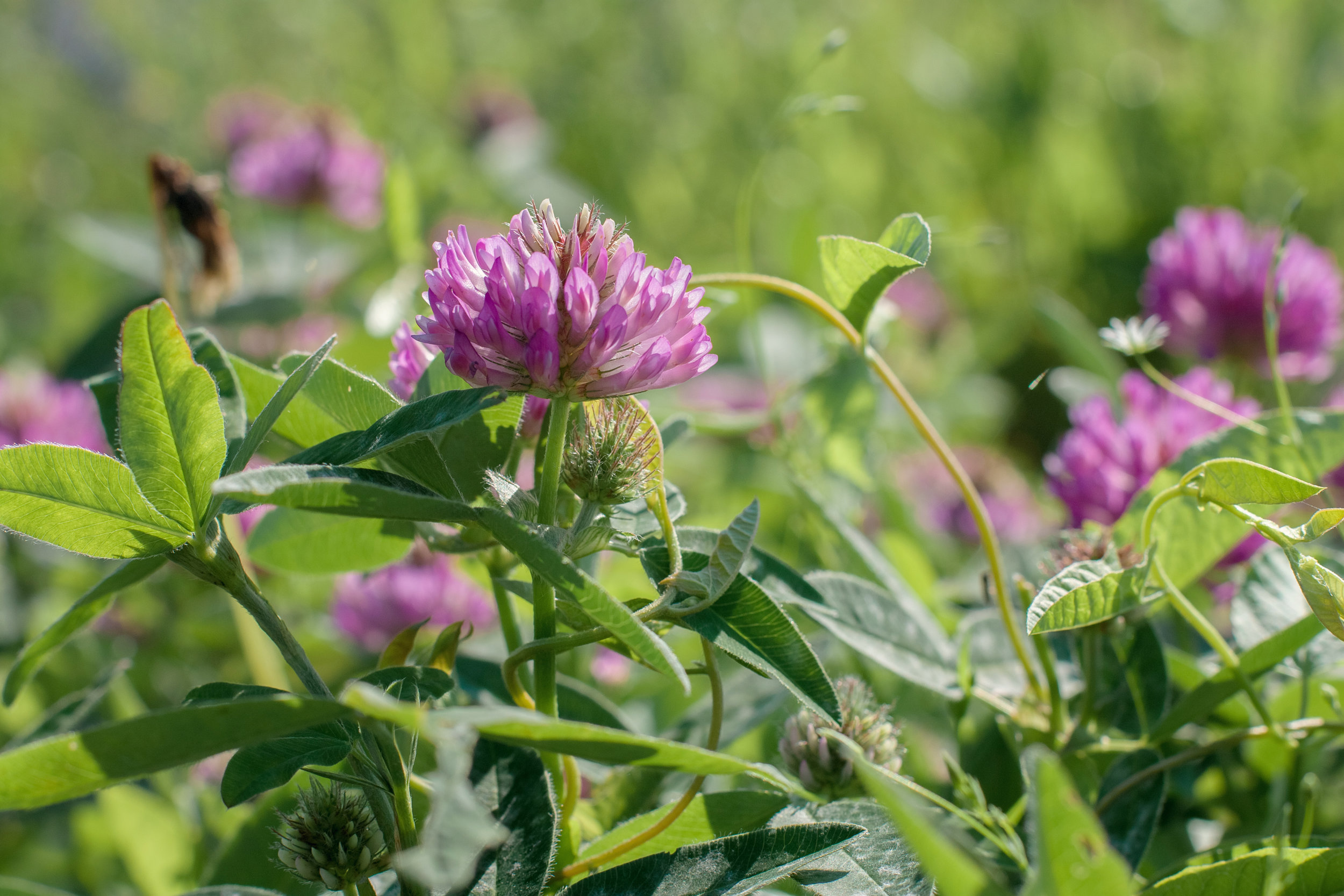 Red clover (Trifolium pratense) 3.jpg