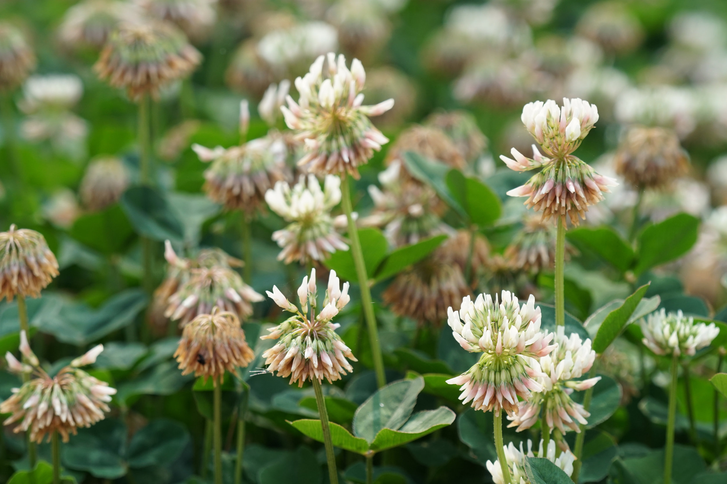 Ladino clover