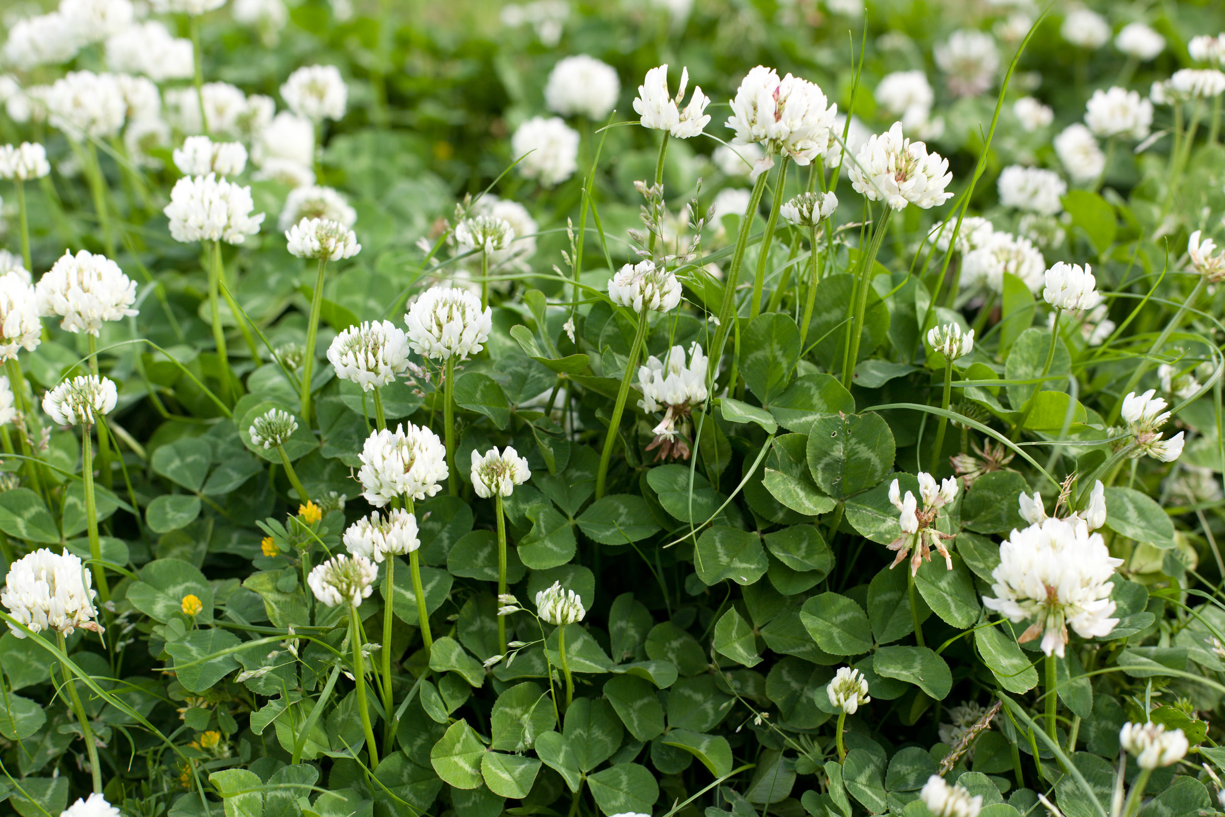 White Dutch clover