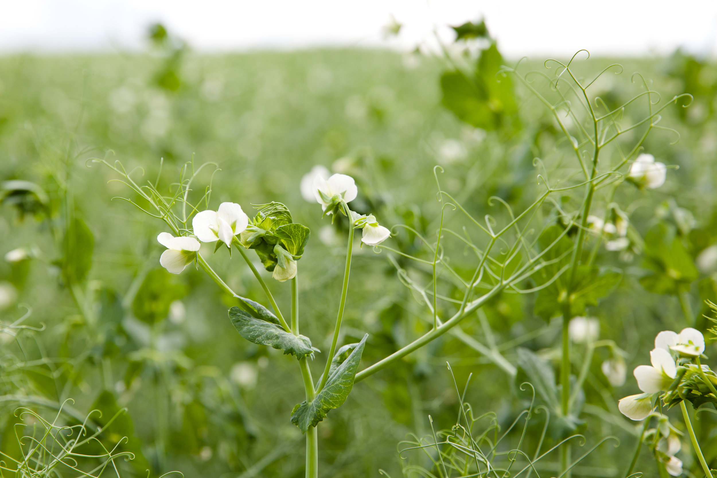 Pisum sativum ssp. arvense (Field pea) 1.jpg