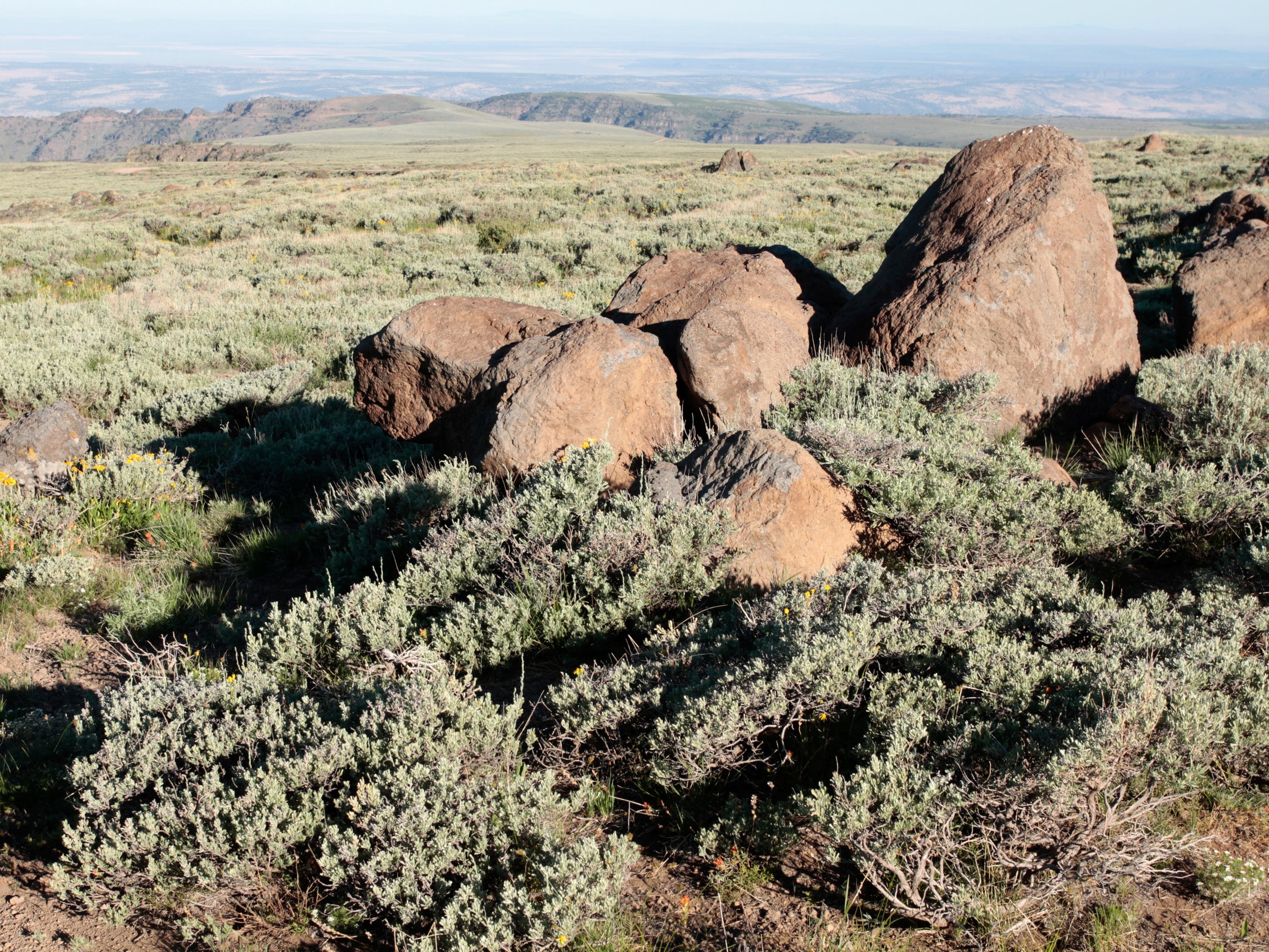 Artemisia arbuscula (Low sage) 1.jpg