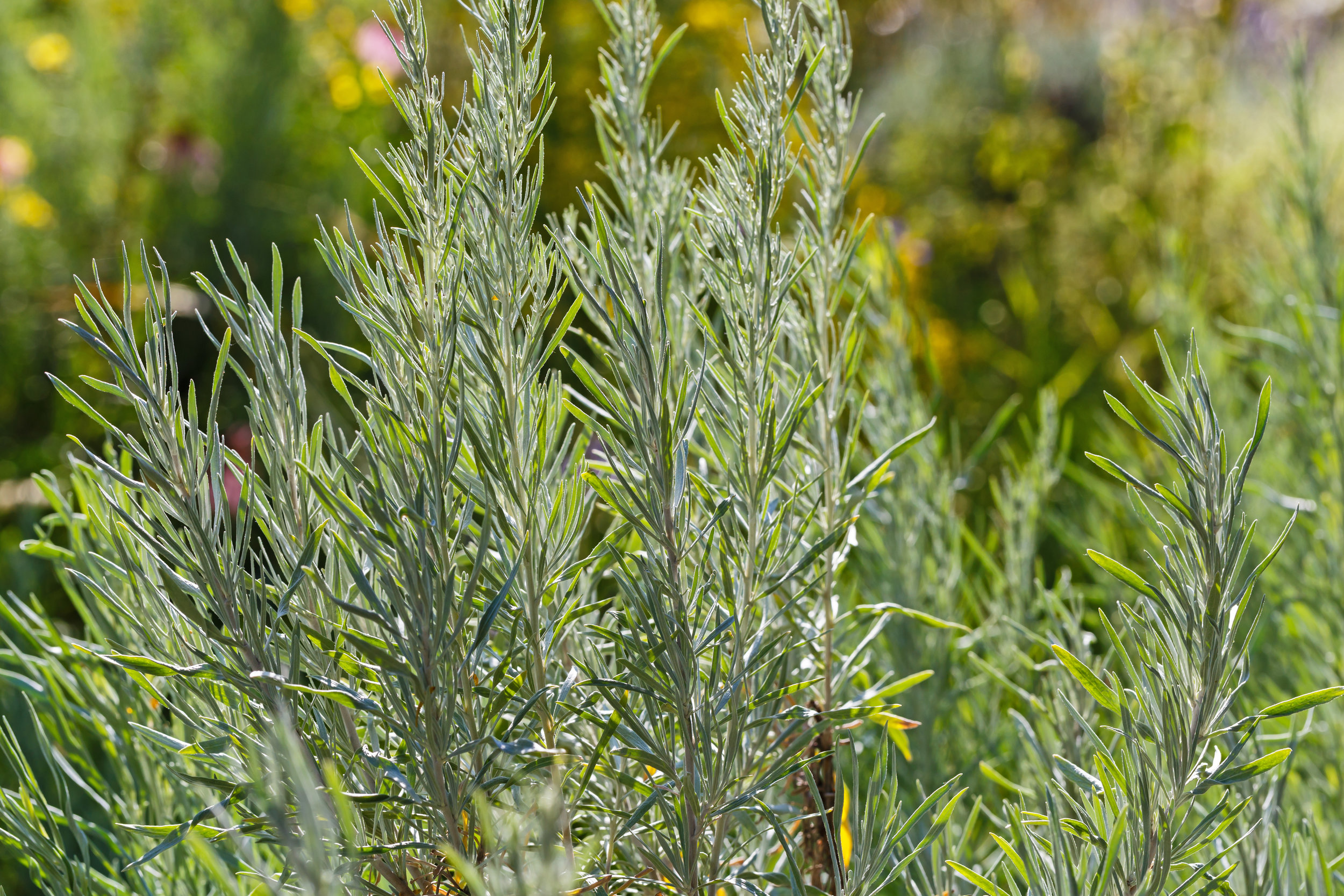 ARTEMISIA CANA (SILVER SAGEBRUSH) 1.jpg