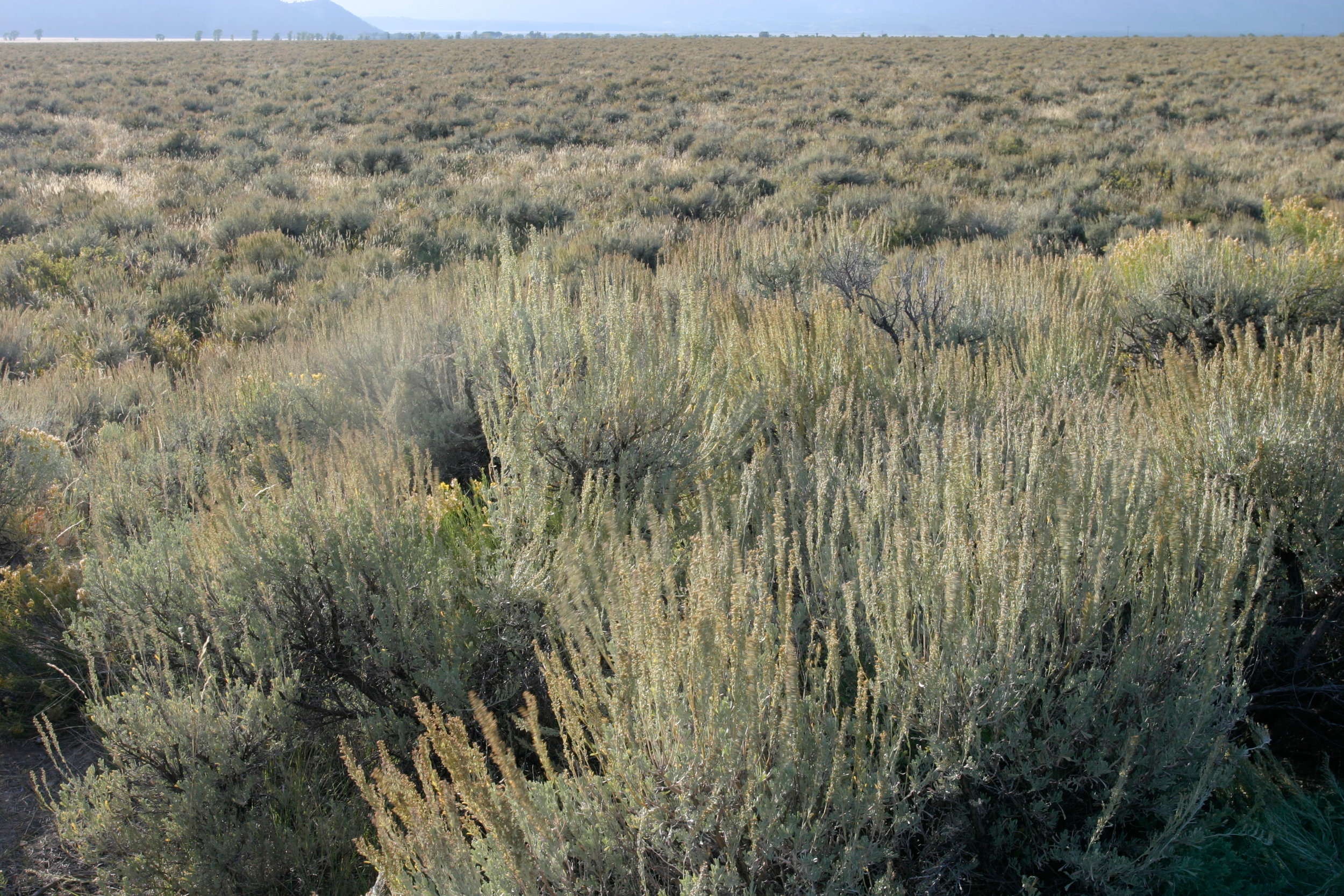 Artemistia tridentata ssp. wyomingensis (Wyoming big sagebrush) 1.jpg