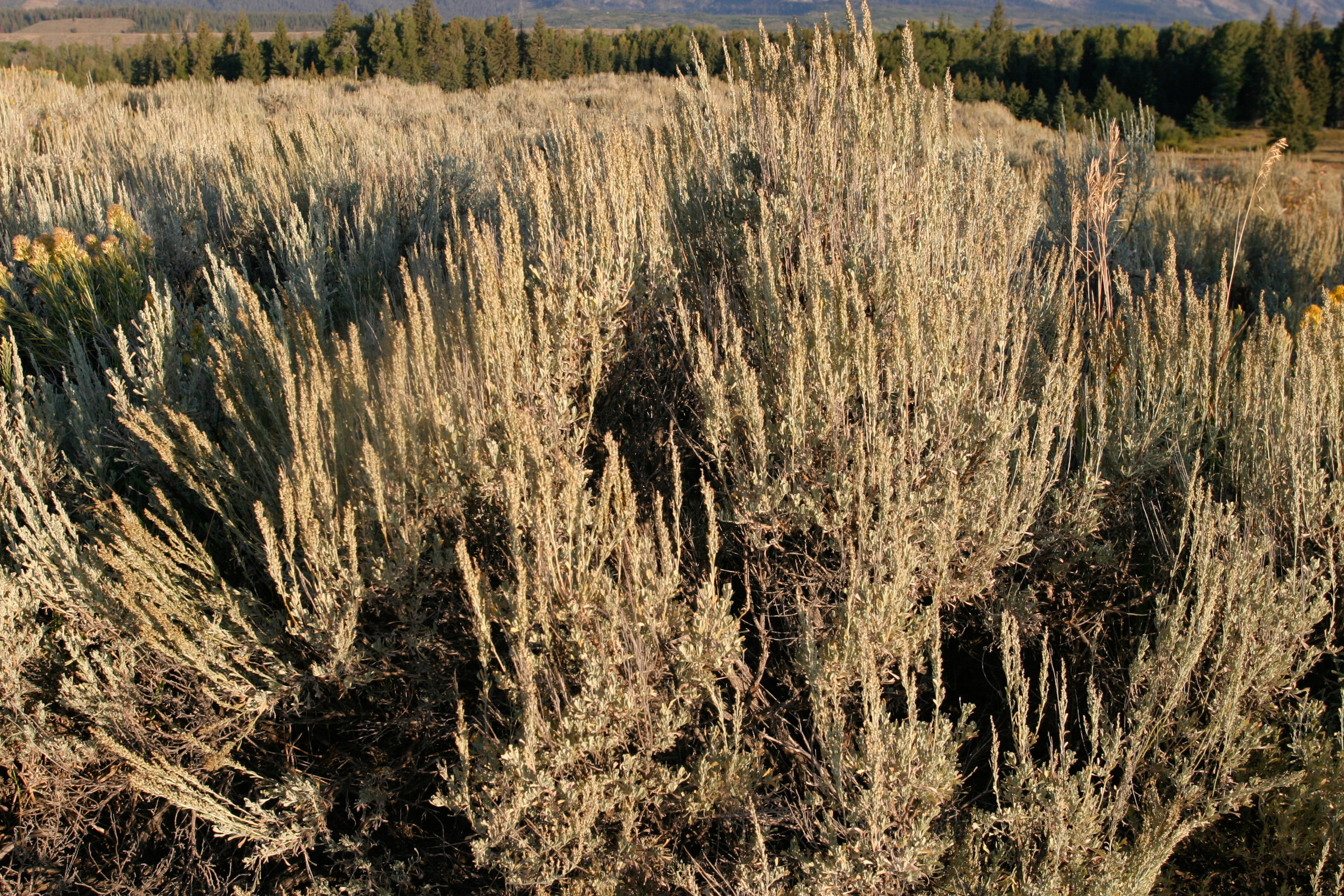 Artemistia tridentata ssp. wyomingensis (Wyoming big sagebrush) 2.jpg