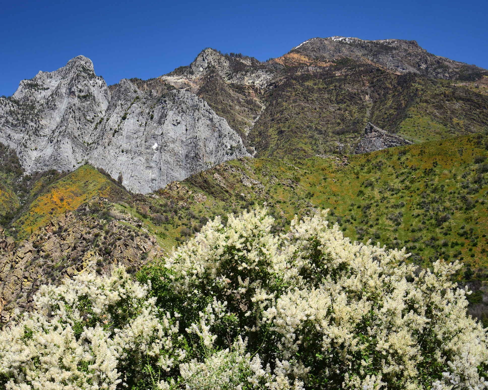 Ceanothus integrrimus (Deerbrush) 1.jpg