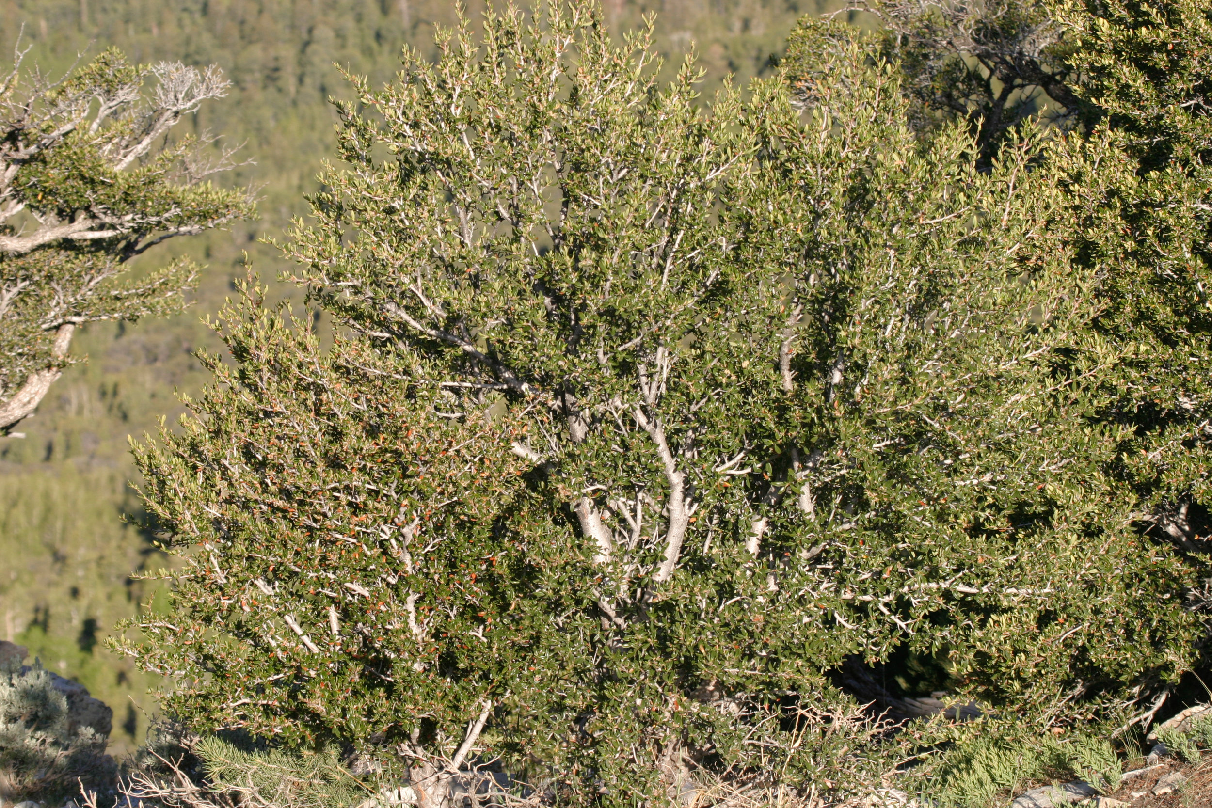 Cercocarpus ledifolius (Curl-leaf mountain mahogany) 2.jpg