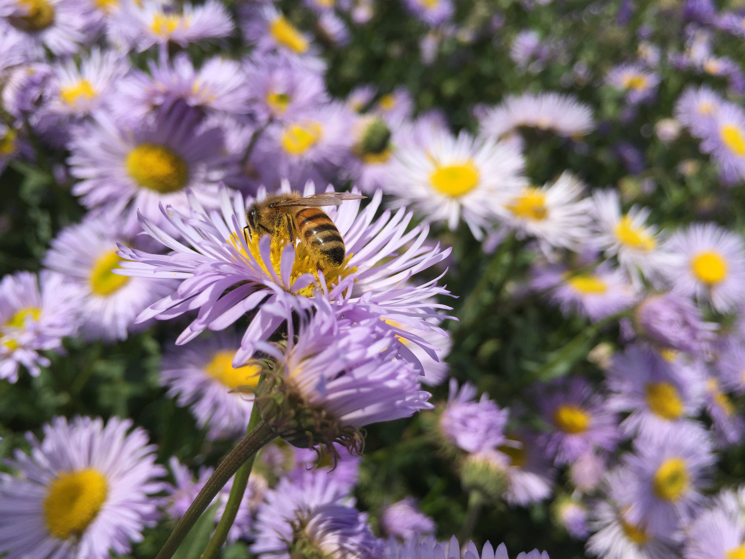 Erigeron speciosus (Aspen daisy) 2.jpg