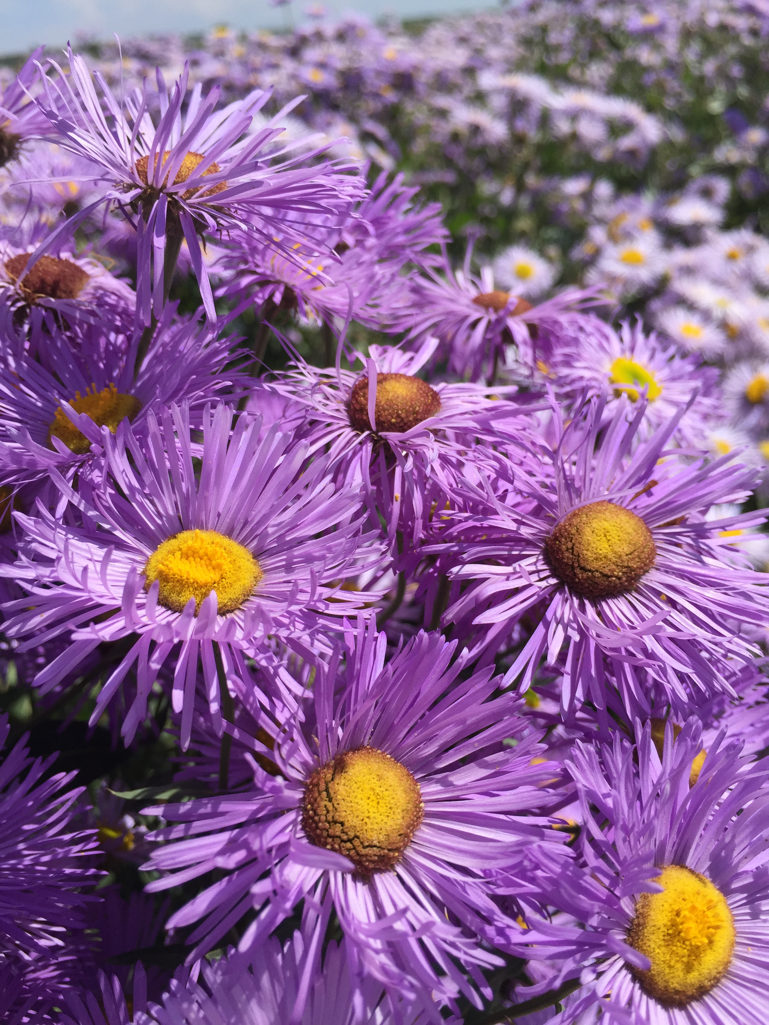 Erigeron speciosus (Aspen daisy) 3.jpg