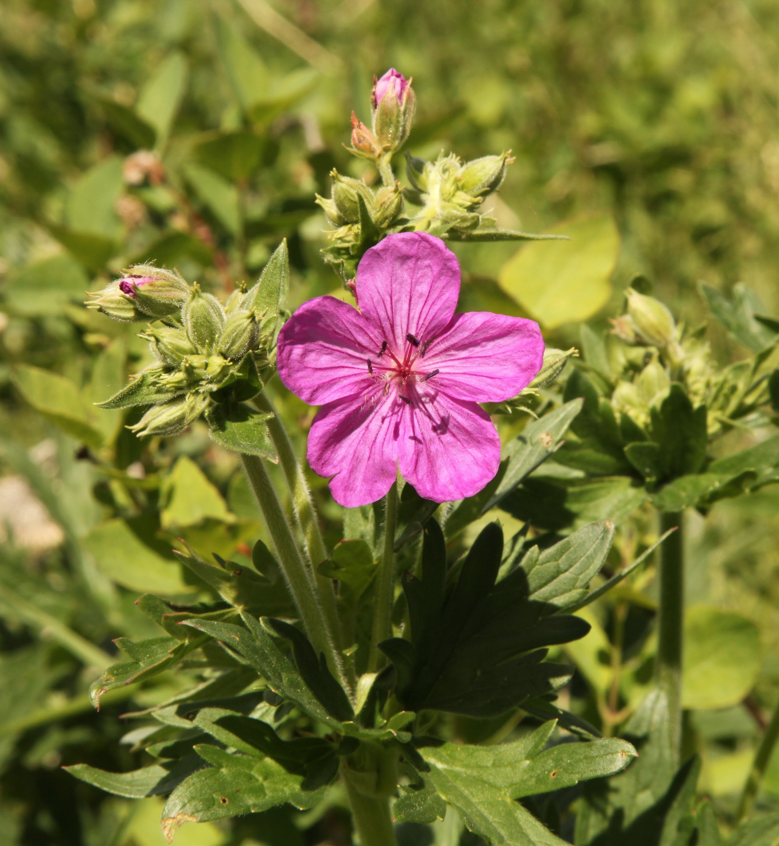 Wild geranium (Geranium viscosissimum) 3.jpg