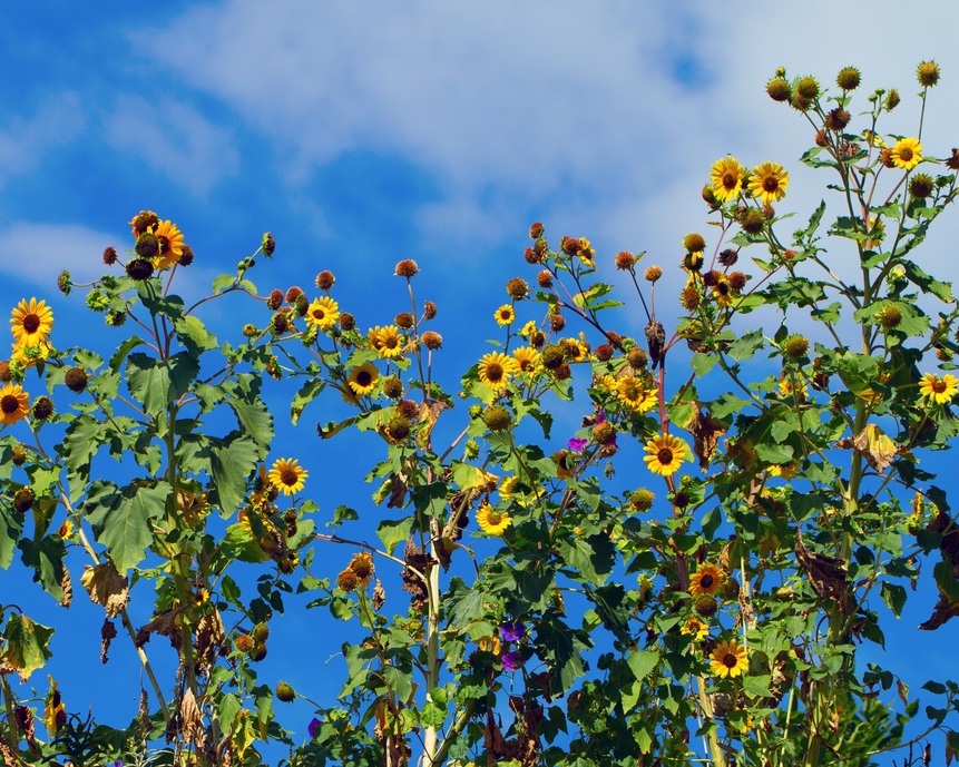 L&H Seeds Pacific Northwest Native Seed