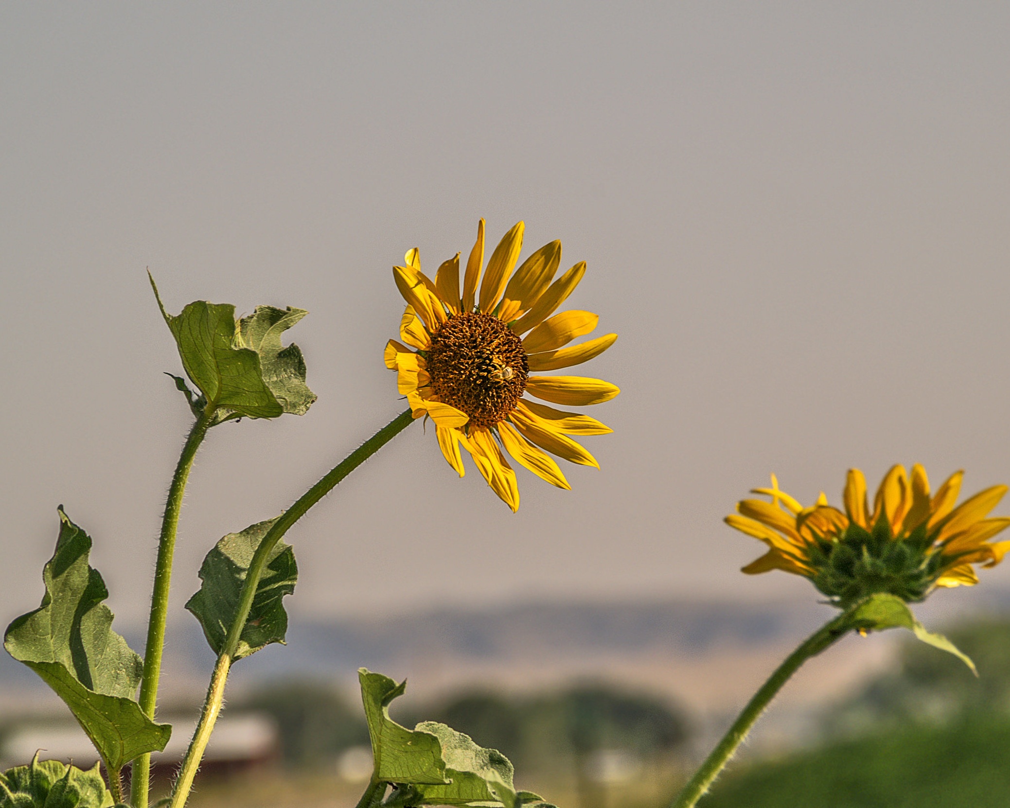Annual sunflower (Helianthus annuus) 4.jpg