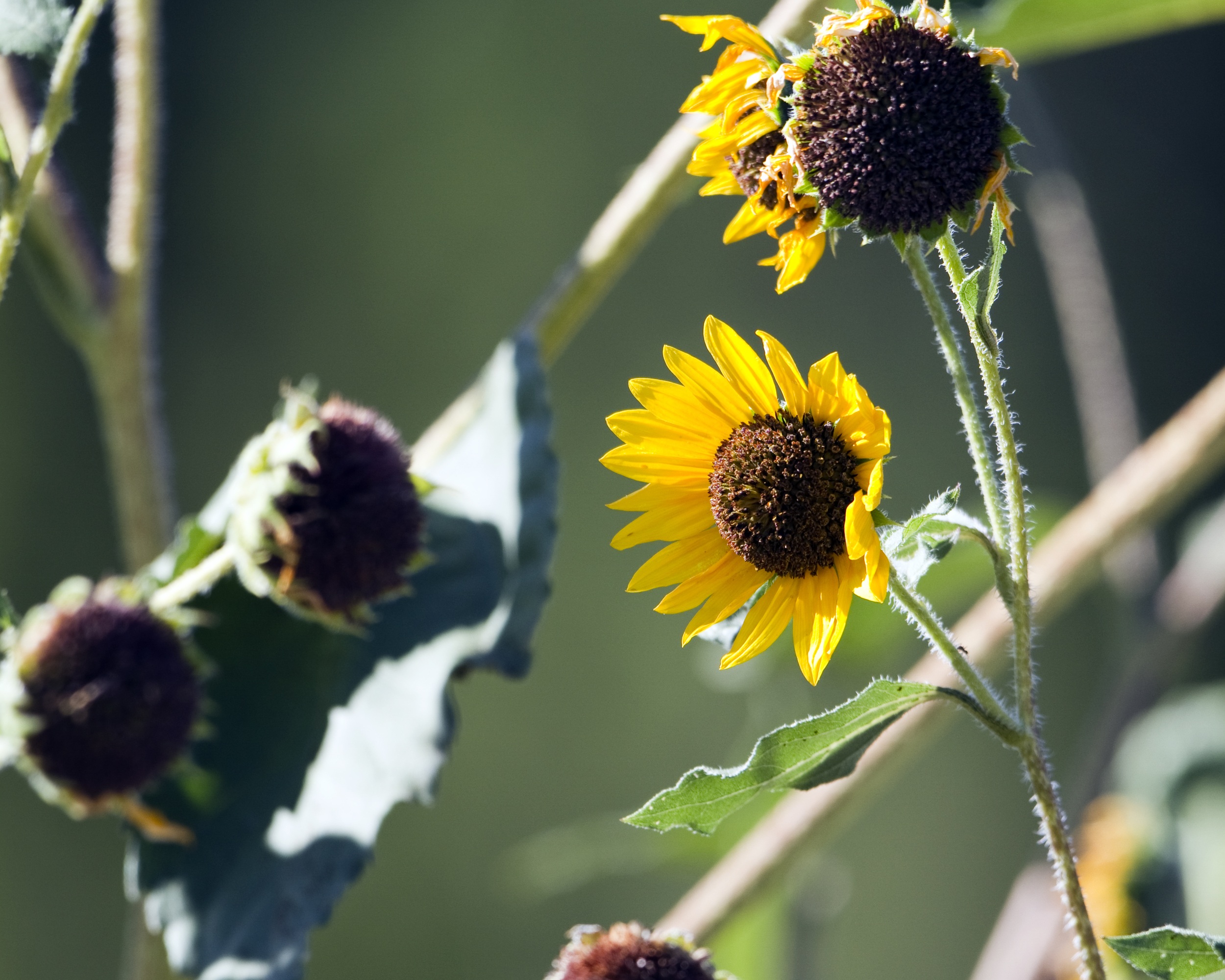 Annual sunflower (Helianthus annuus) (2).jpg