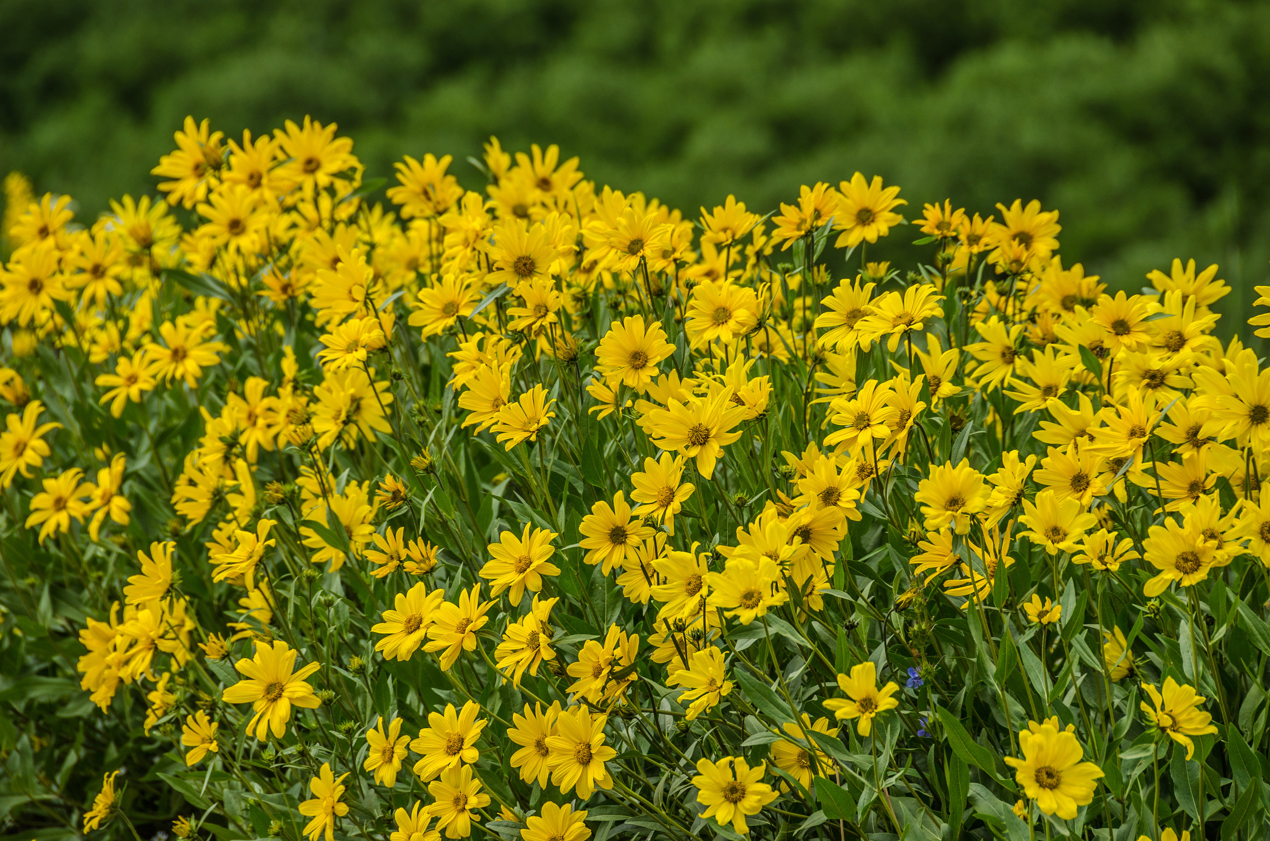 Heliomeris multiflora (Showy goldeneye) 1.jpg