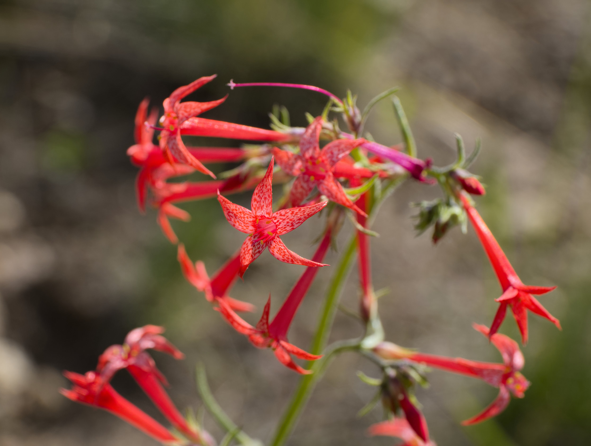 Ipomopsis aggregata (Scarlet gilia) 2.jpg