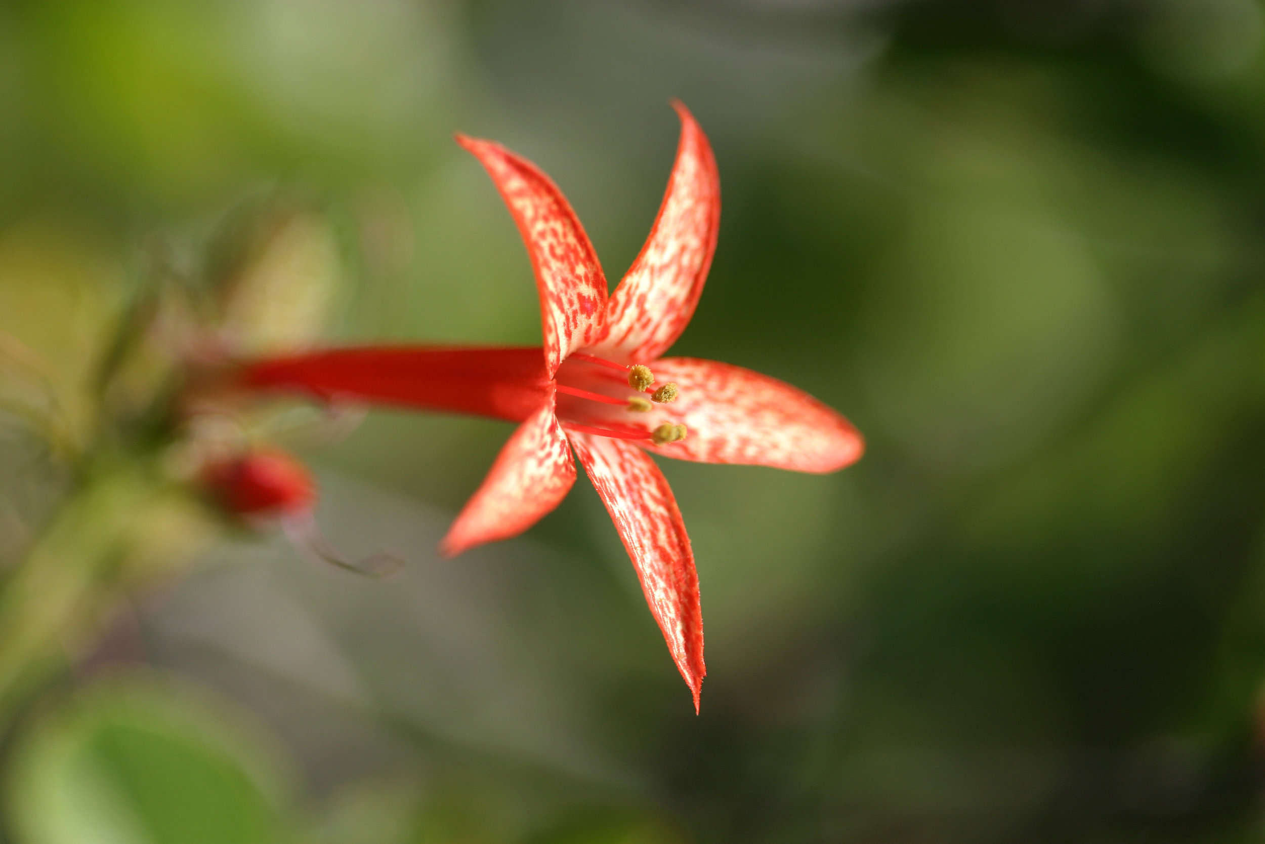 Ipomopsis aggregata (Scarlet gilia) 3.jpg