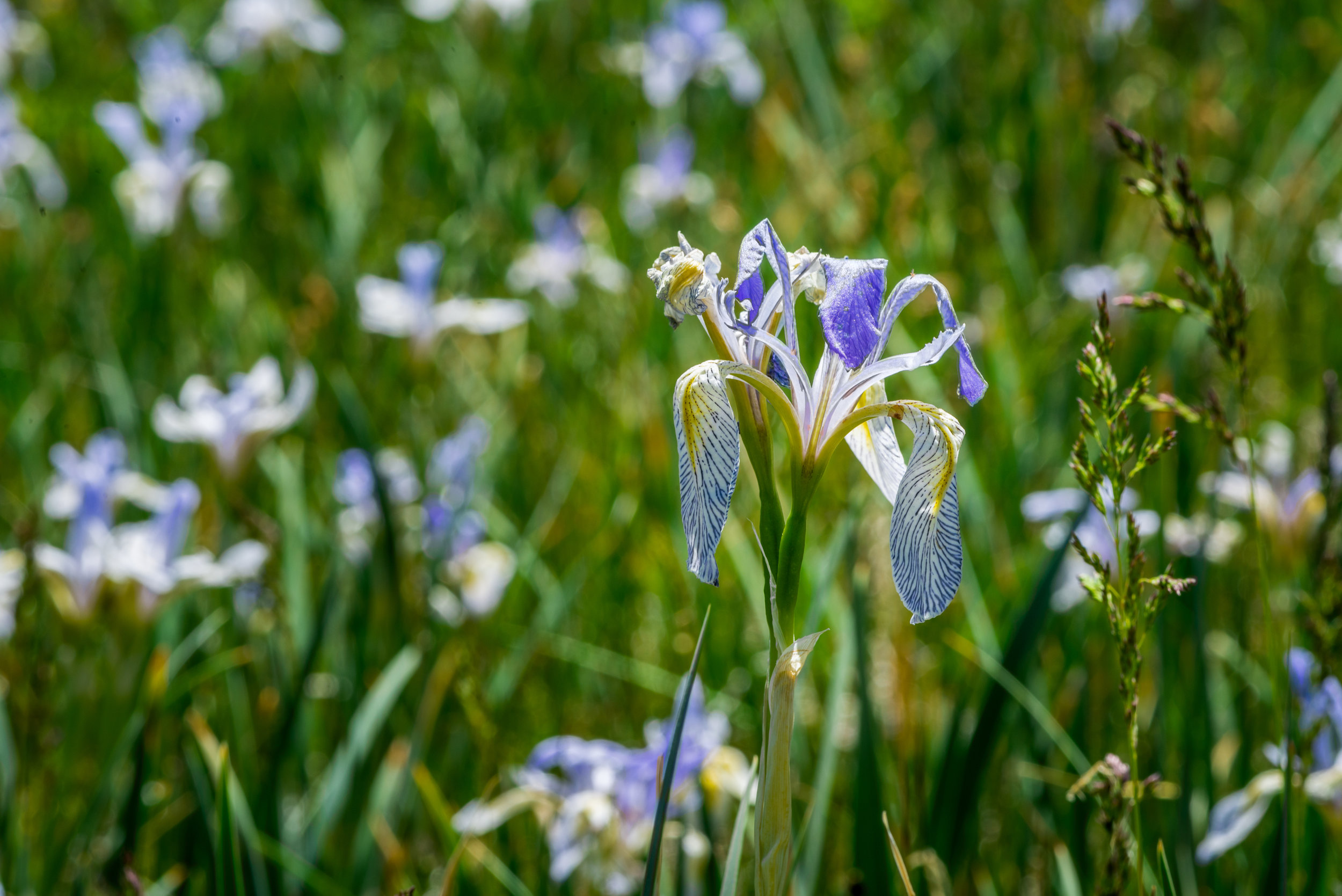 Iris Missiouriensis Seeds - Wild Blue Flag Iris Flower Seed
