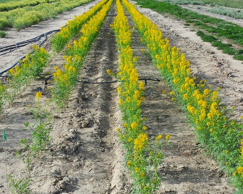 Cleome lutea (Yellow beeplant).jpg