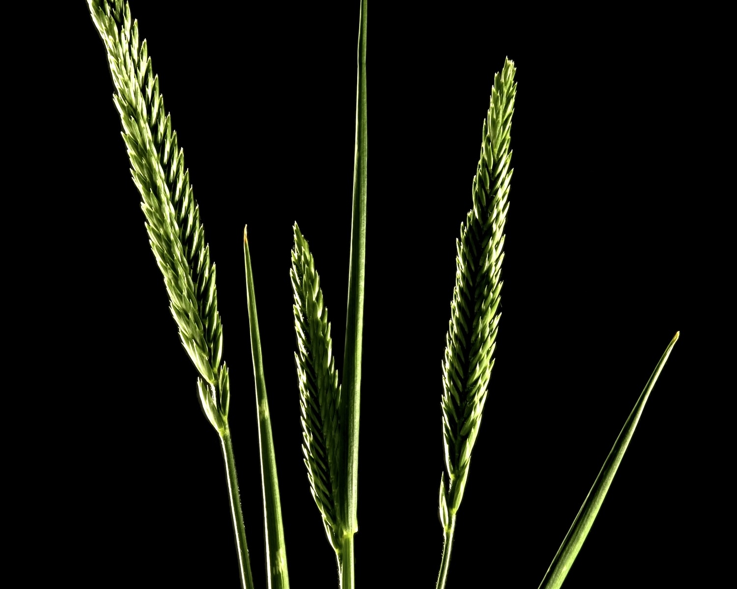 Crested wheatgrass (Agropyron cristatum).jpg