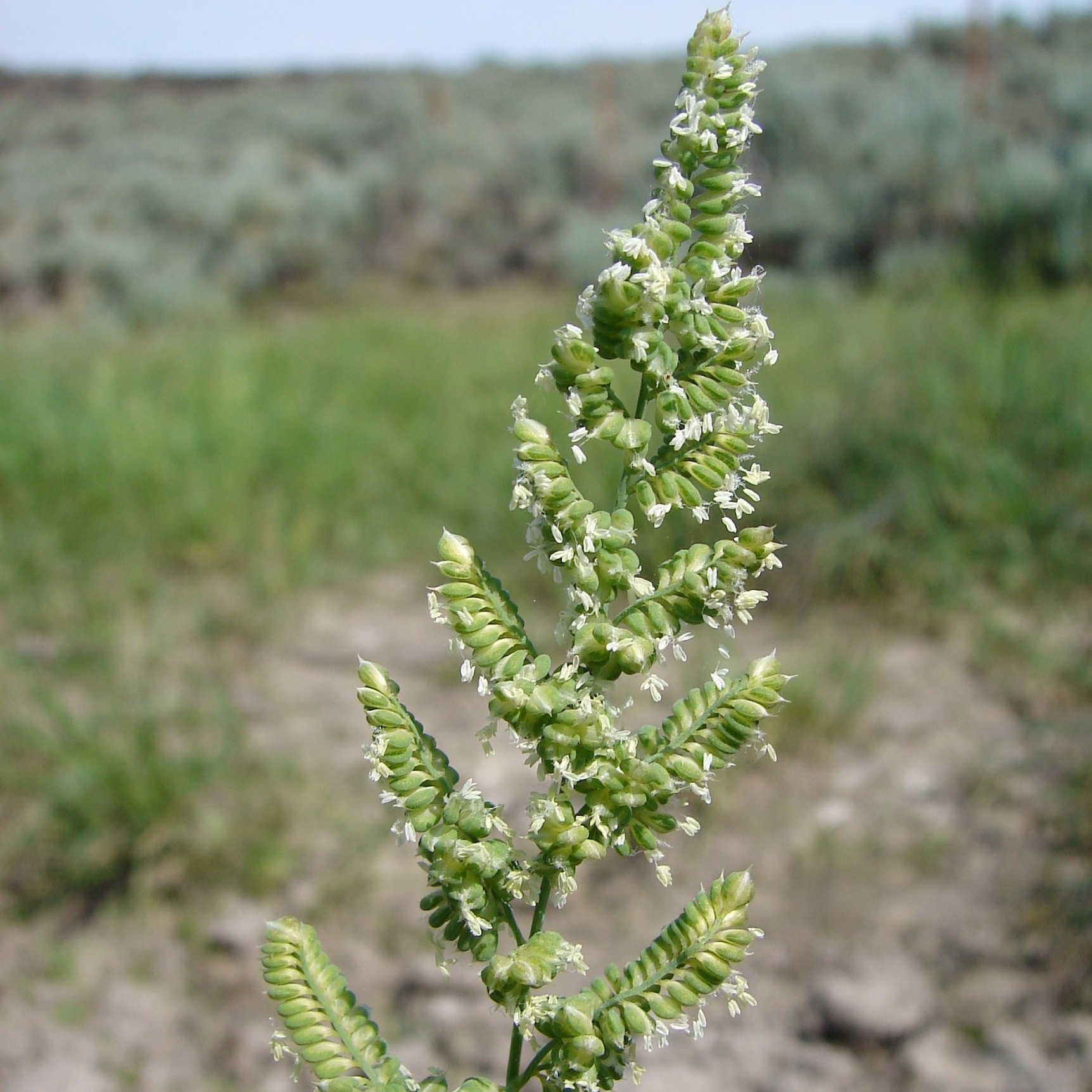  Credit: Sheri Hagwood, hosted by the USDA-NRCS PLANTS Database 