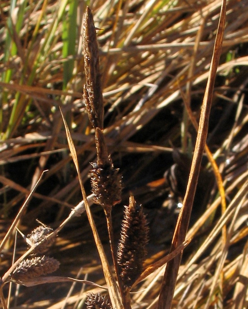 Carex rostrata (Beaked sedge)