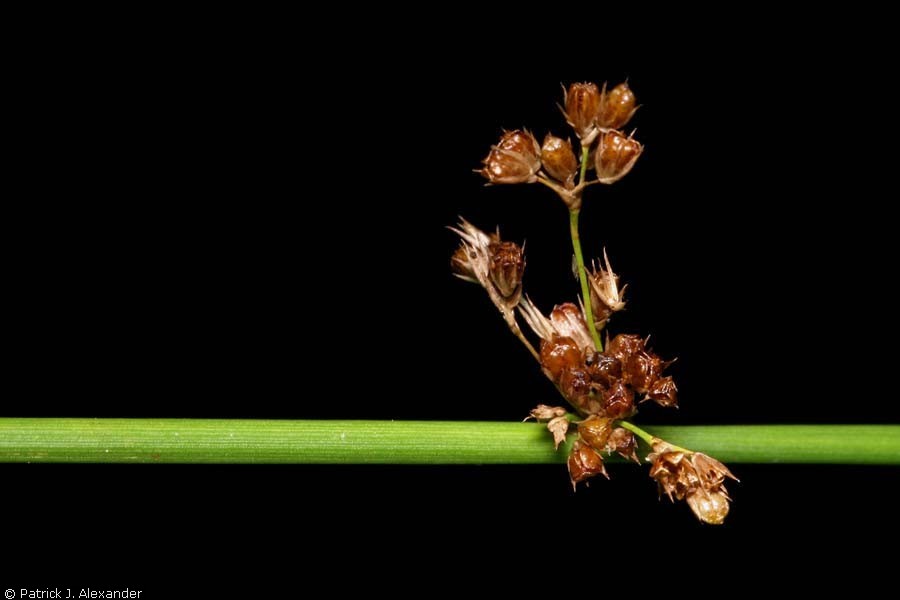  Credit: Patrick J. Alexander, hosted by the USDA-NRCS PLANTS Database 