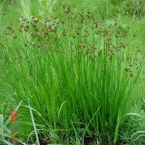  Credit: Sheri Hagwood, hosted by the USDA-NRCS PLANTS Database 