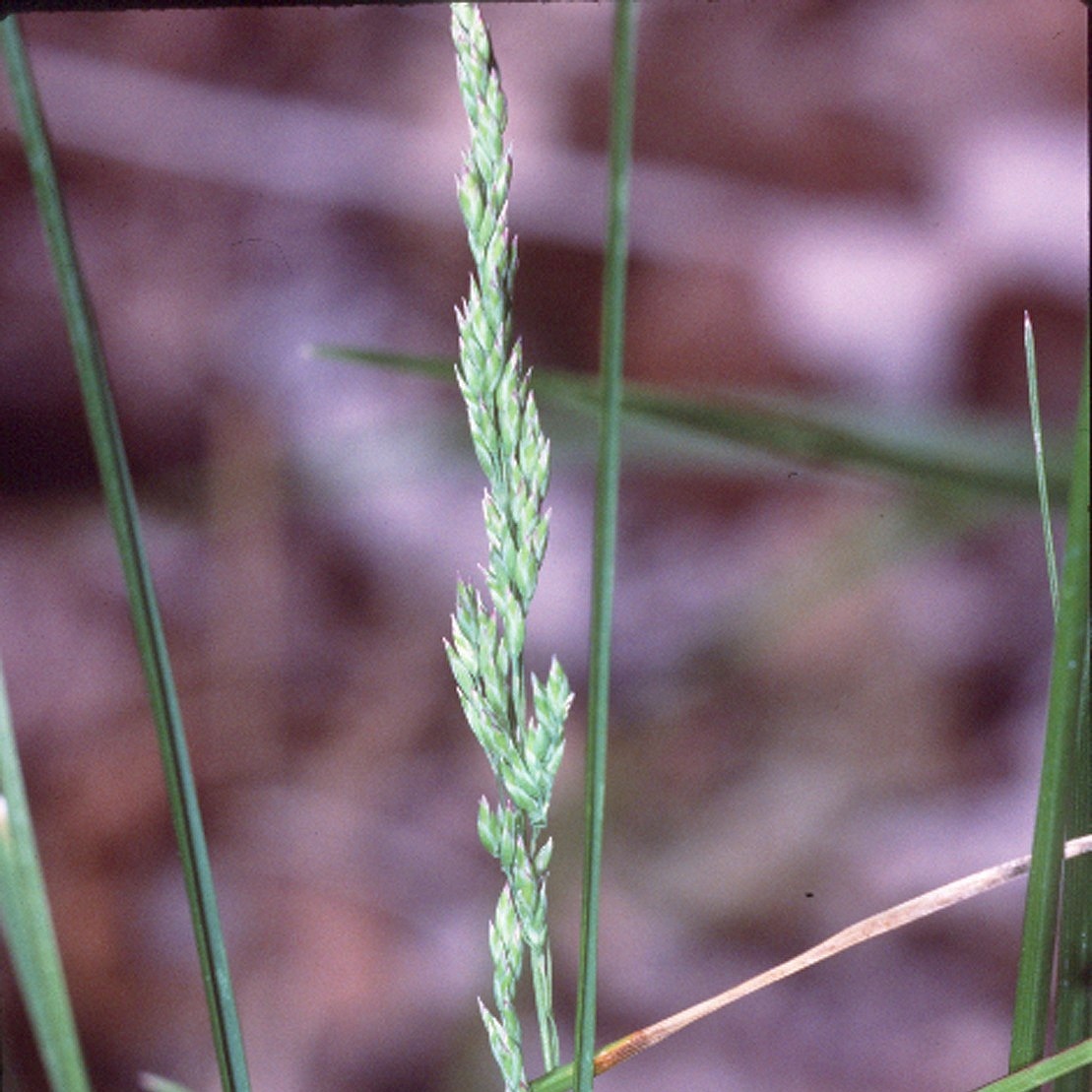  Credit: Robert H. Mohlenbrock, hosted by the USDA-NRCS PLANTS Database 