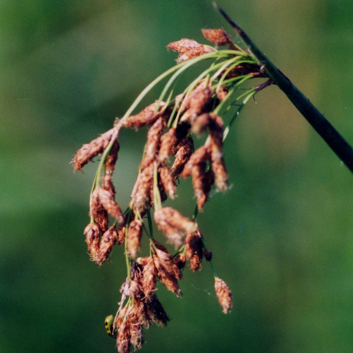  Credit: Jennifer Anderson, hosted by the USDA-NRCS PLANTS Database 