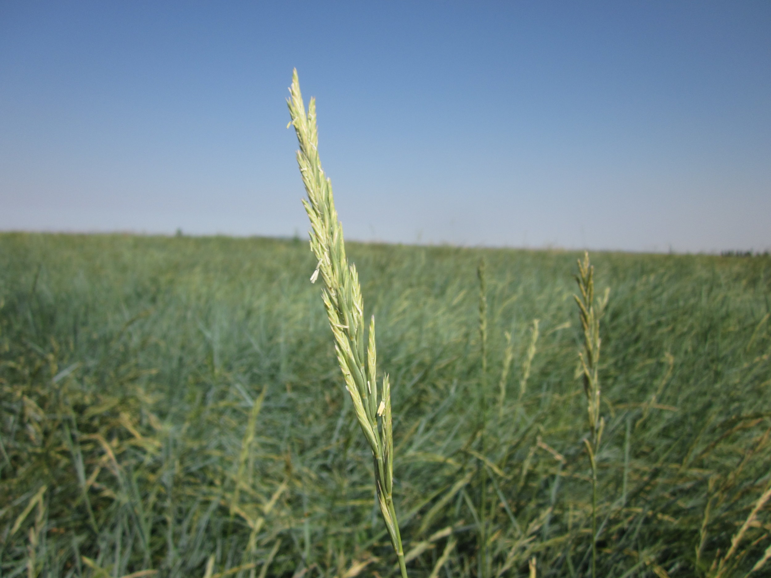 Arriba Pascopyrum smithii (Western wheatgrass) 2.JPG