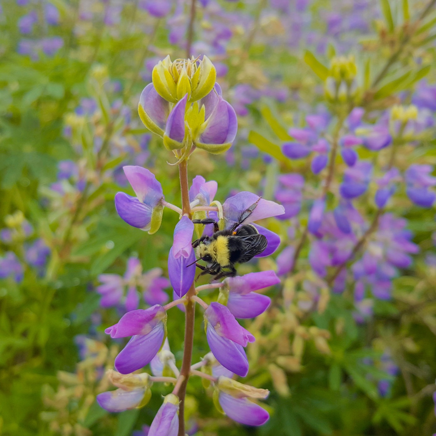 Lupinus caudatus (Tailcup lupine) 2.jpg