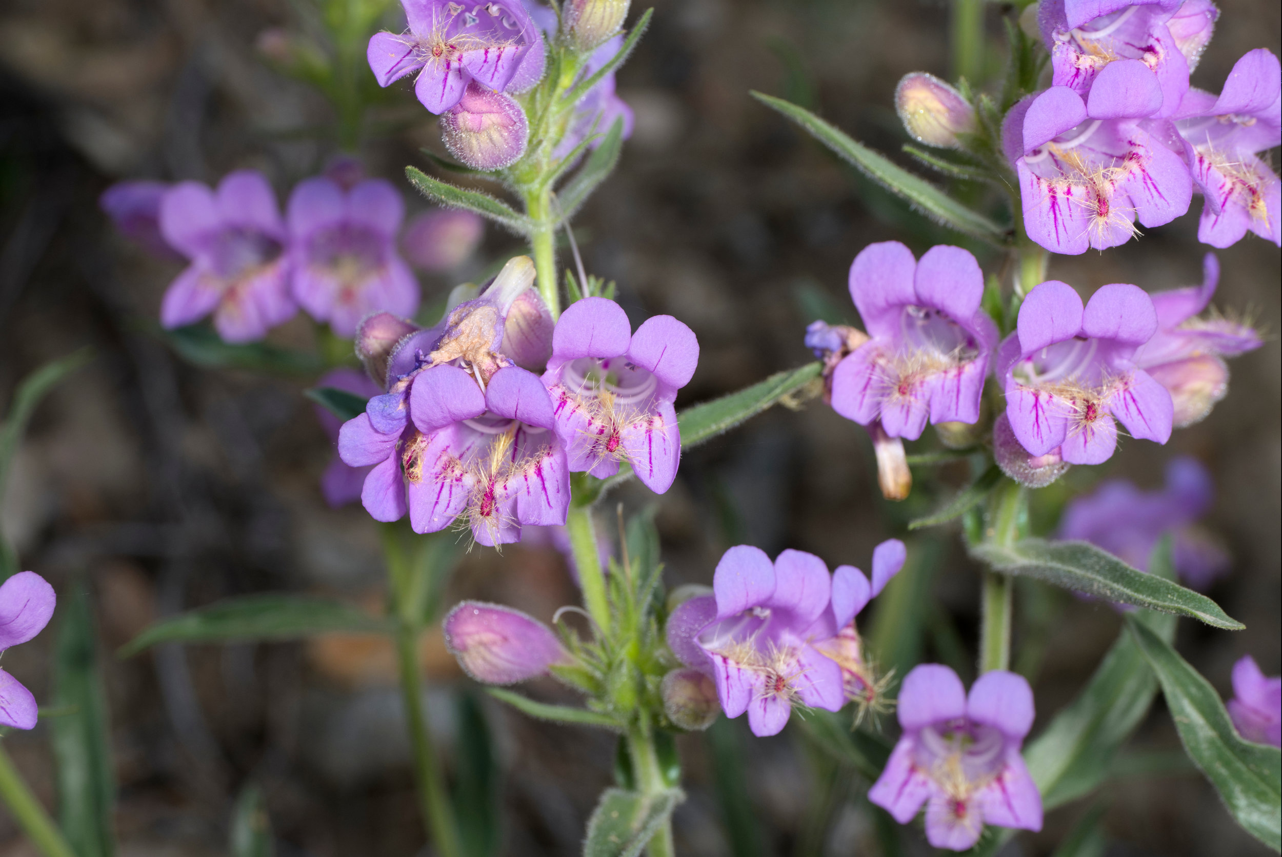 Penstemon eriantherus (Fuzzytounge penstemon) 2.jpg