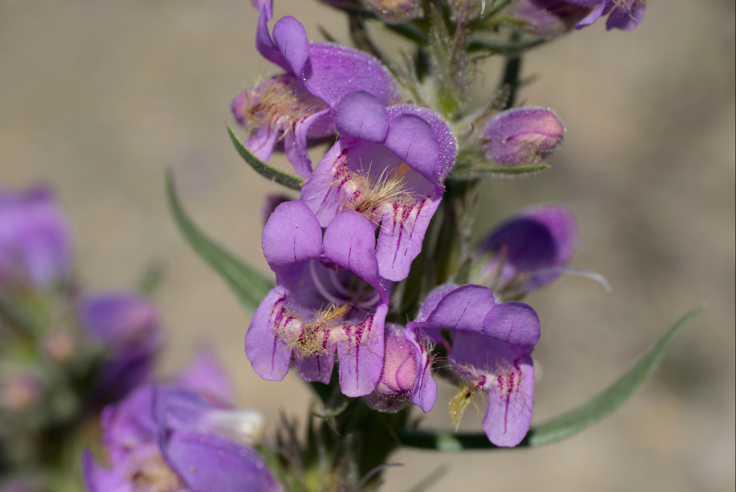 Penstemon eriantherus (Fuzzytounge penstemon) 3.jpg