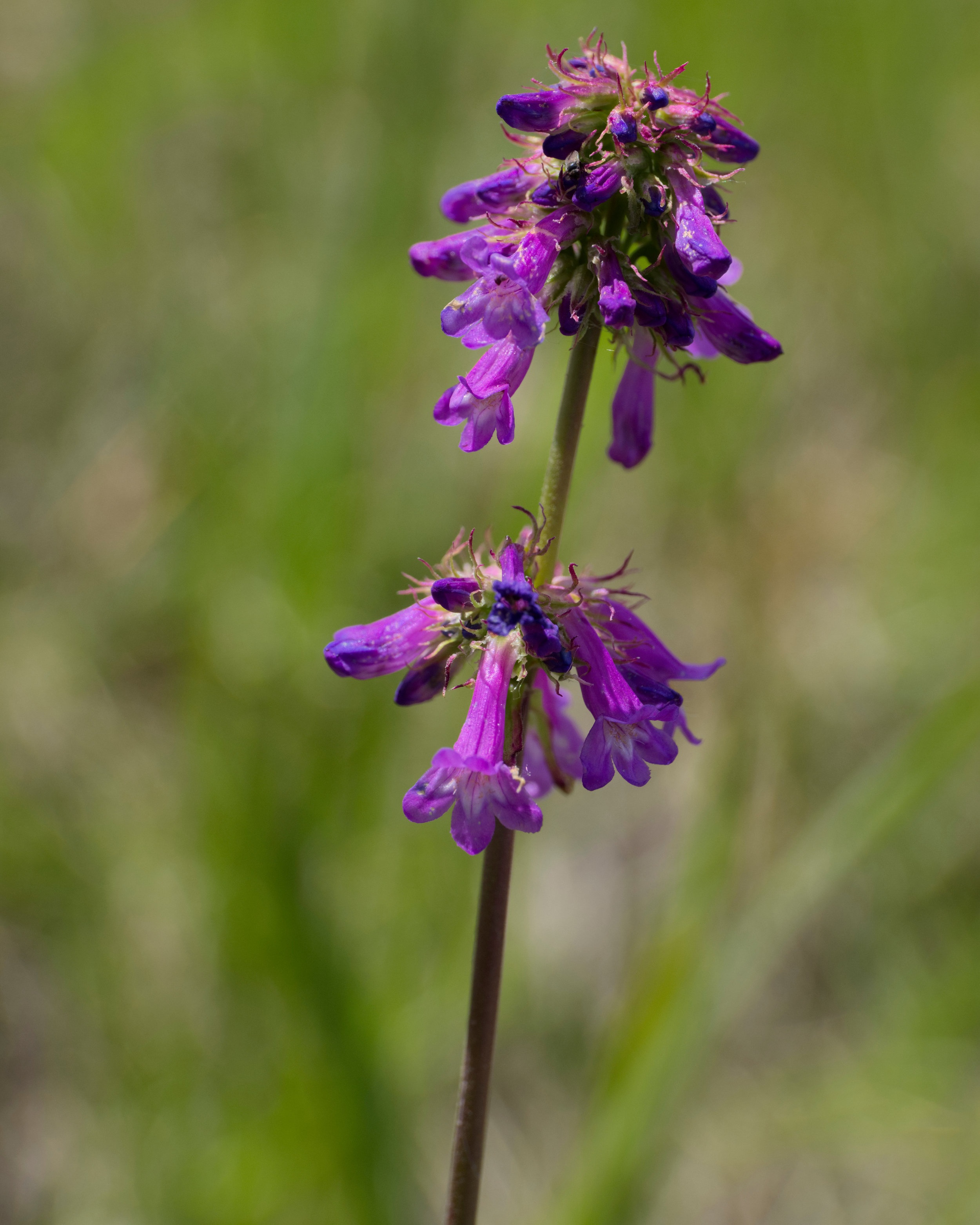 Penstemon procerus (Smallflower penstemon) 2.jpg