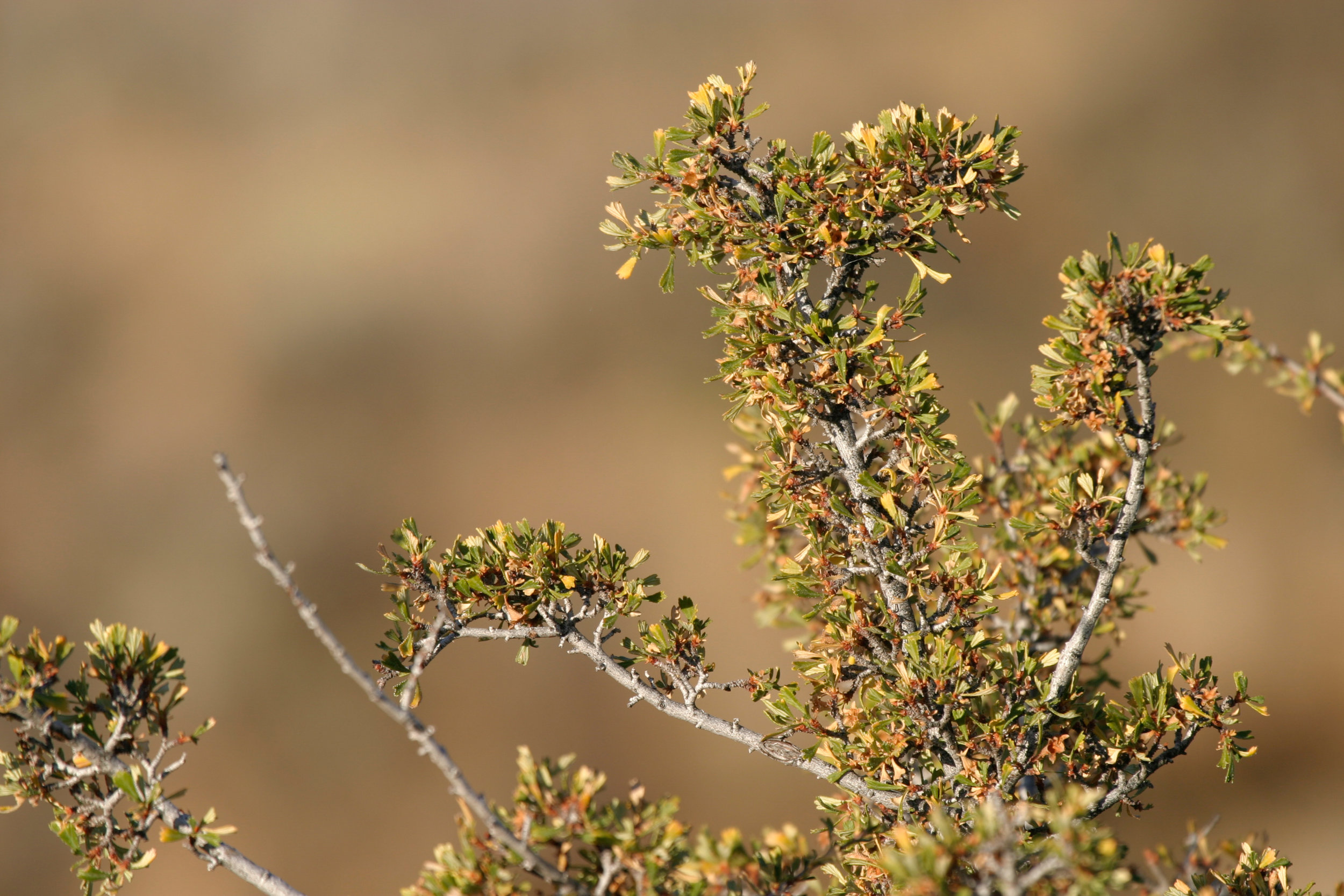 Purshia tridentata (Antelope bitterbrush) 1.jpg