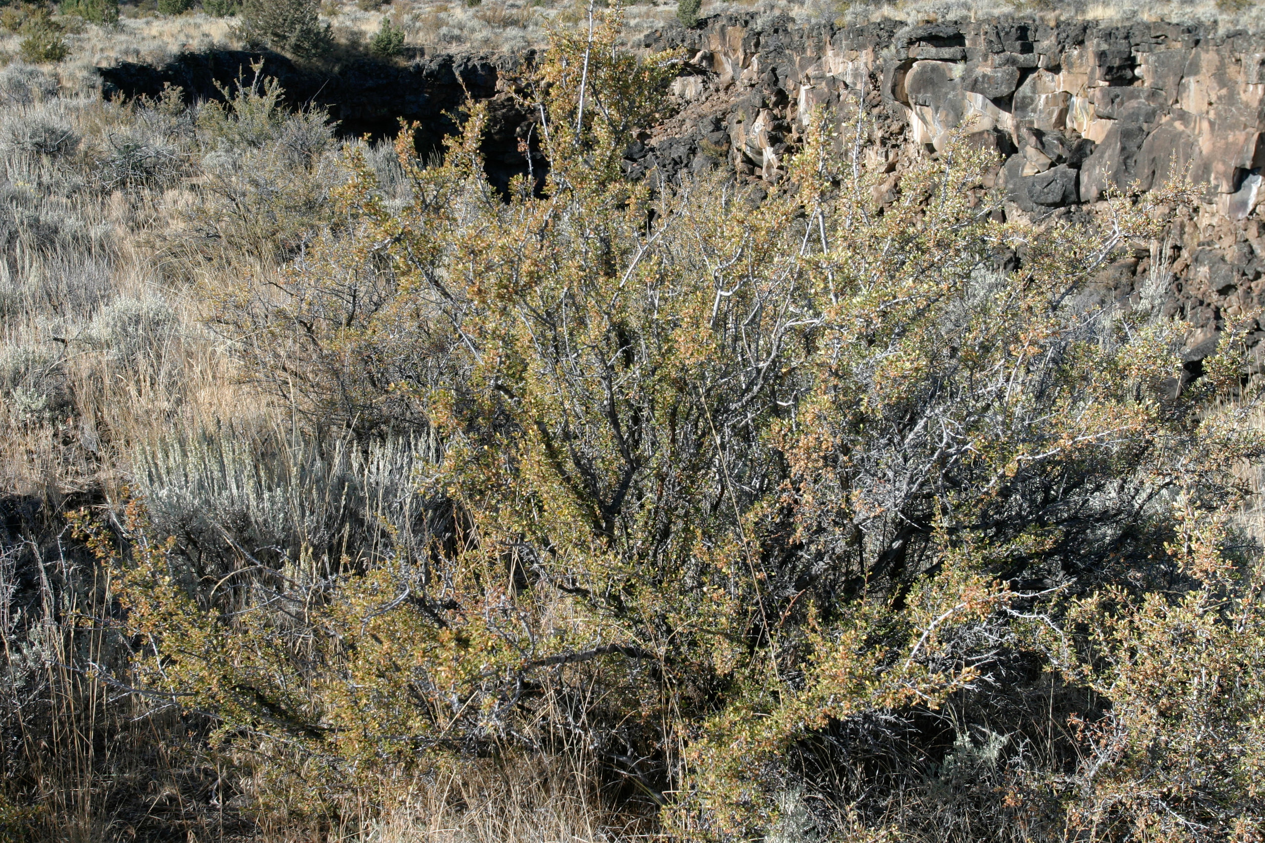 Purshia tridentata (Antelope bitterbrush) 3.jpg