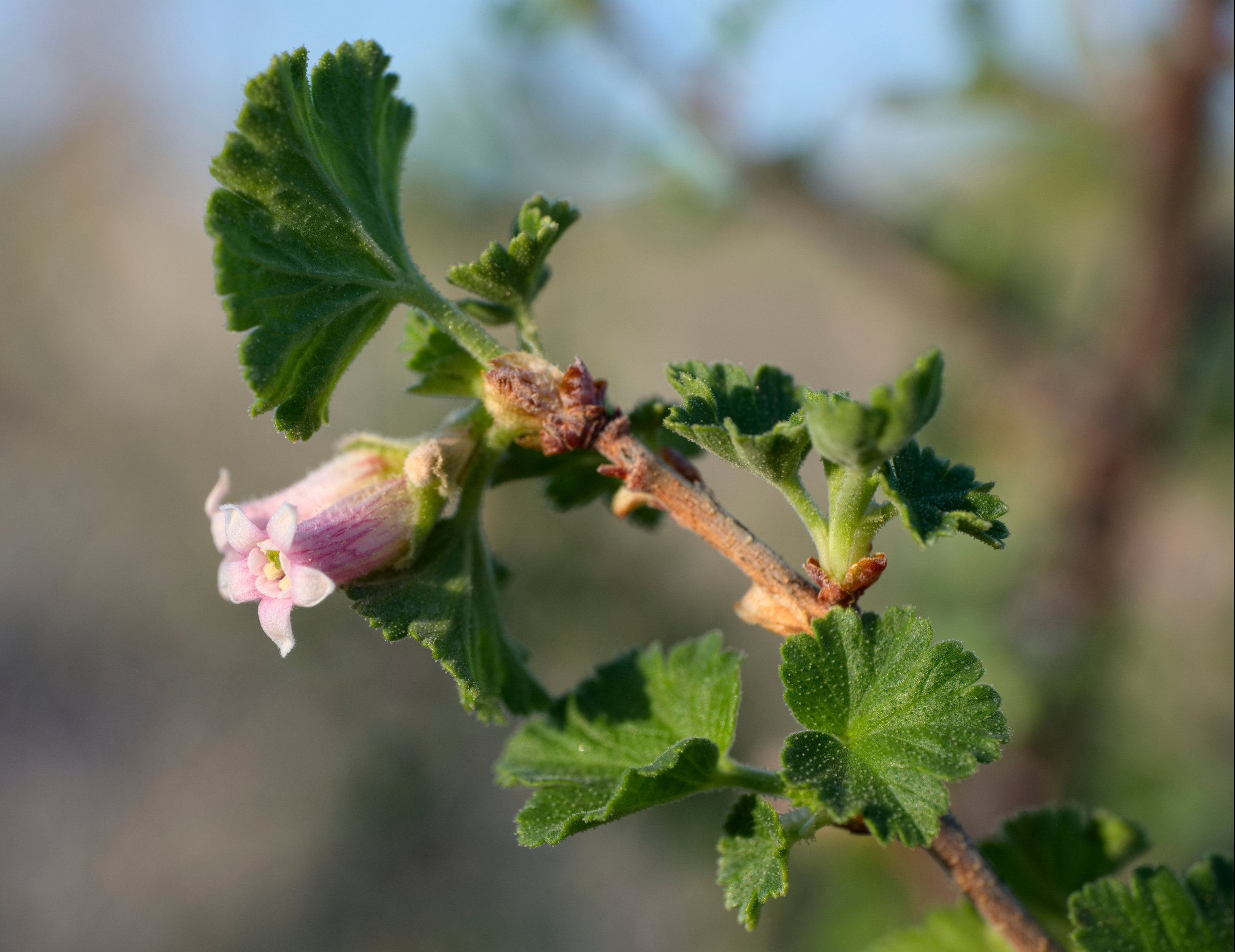 Ribes cereum (Wax currant) 1.jpg